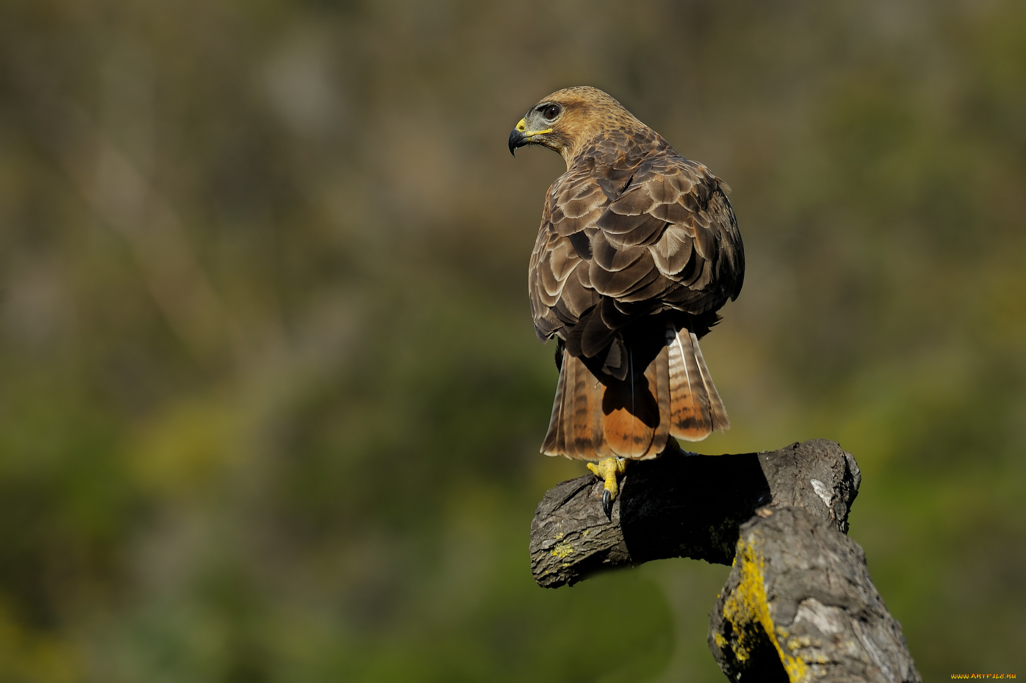 животные, птицы, -, хищники, канюк