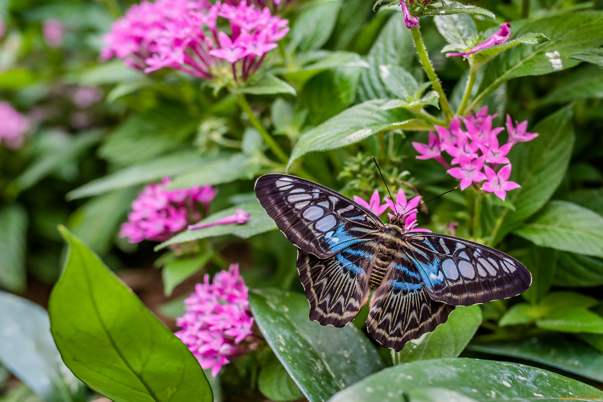 животные, бабочки, , мотыльки, , моли, бабочка