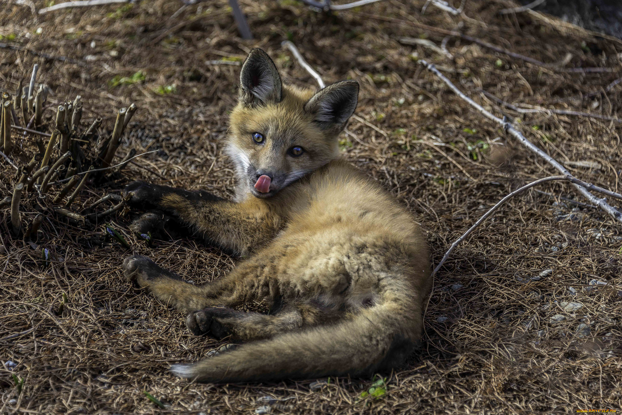 животные, лисы, лисенок