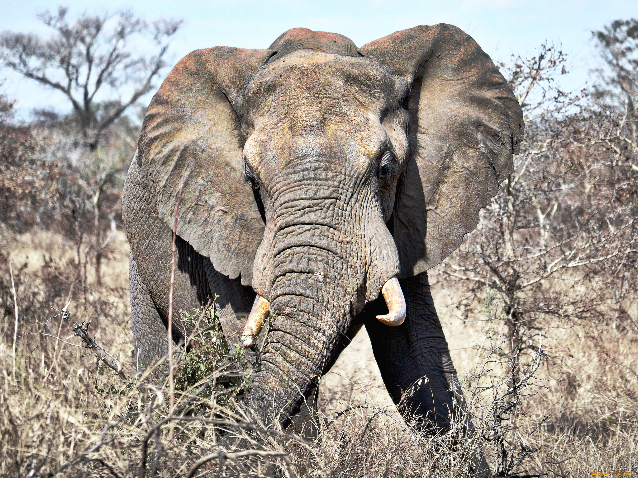 животные, слоны, слон, бивни