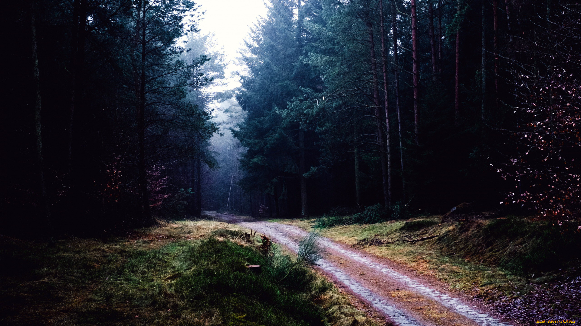 природа, дороги, лес, дорога, проселочная