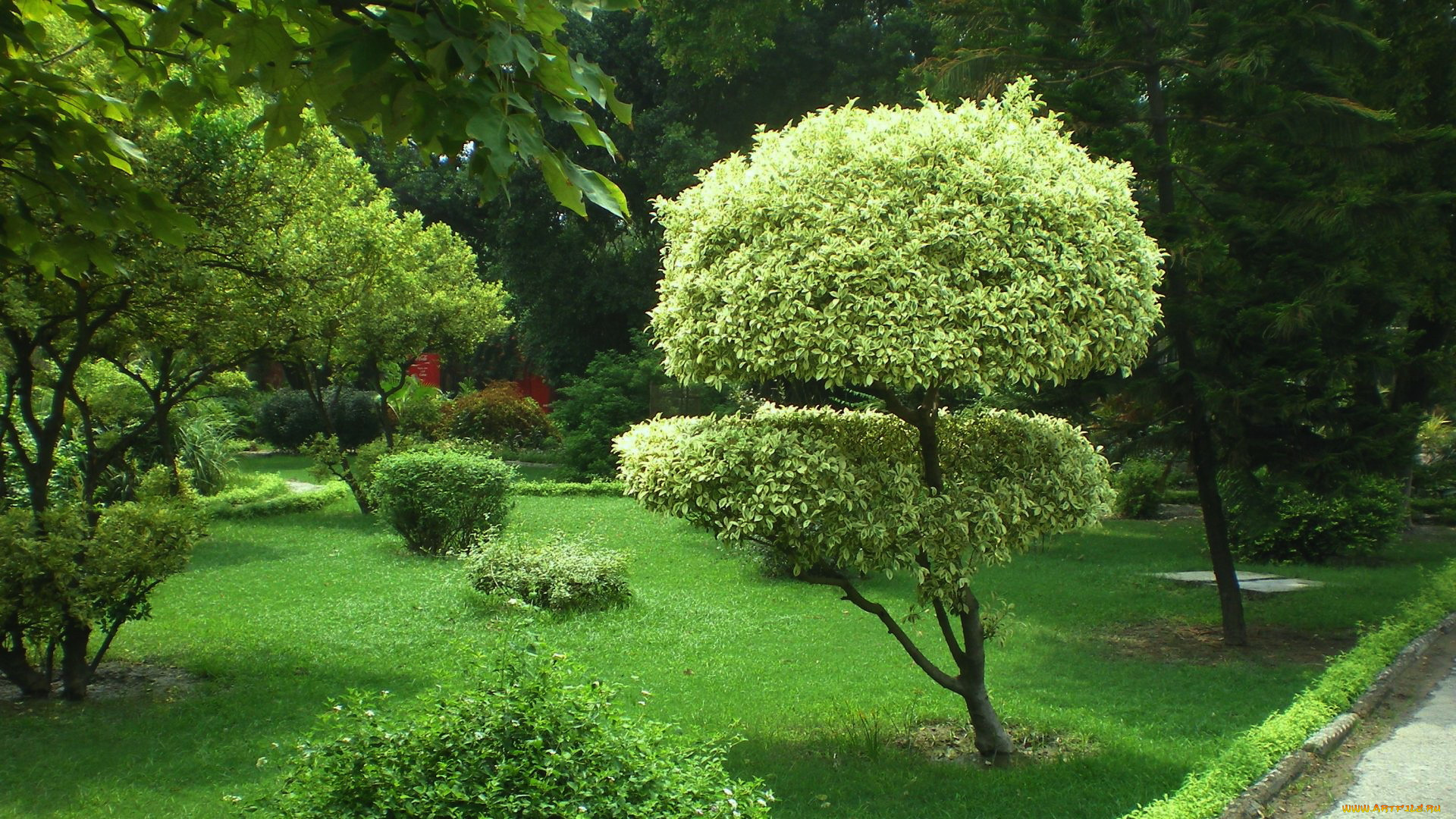 природа, парк, деревья