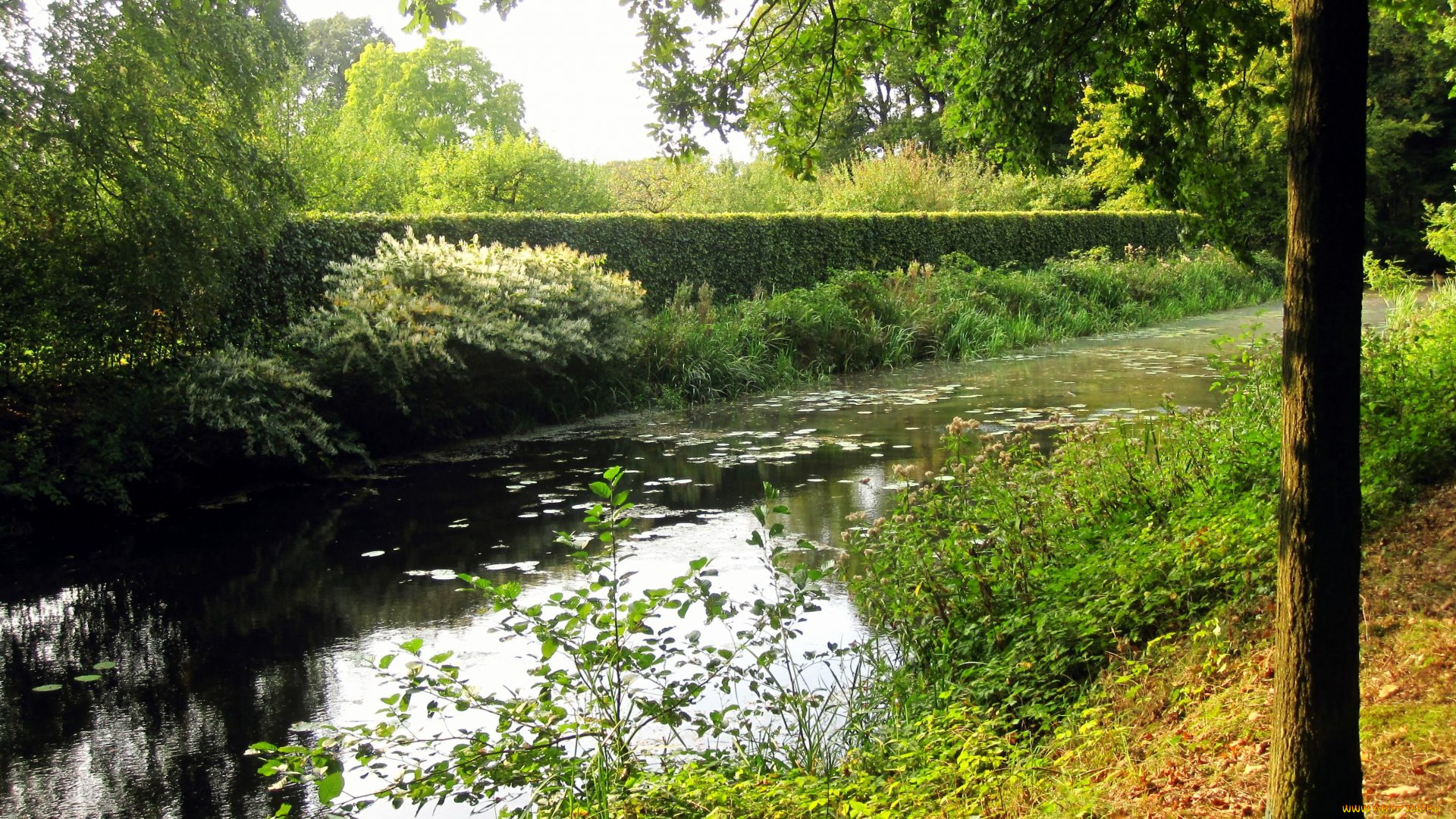 природа, парк, водоем, кусты, деревья, лето