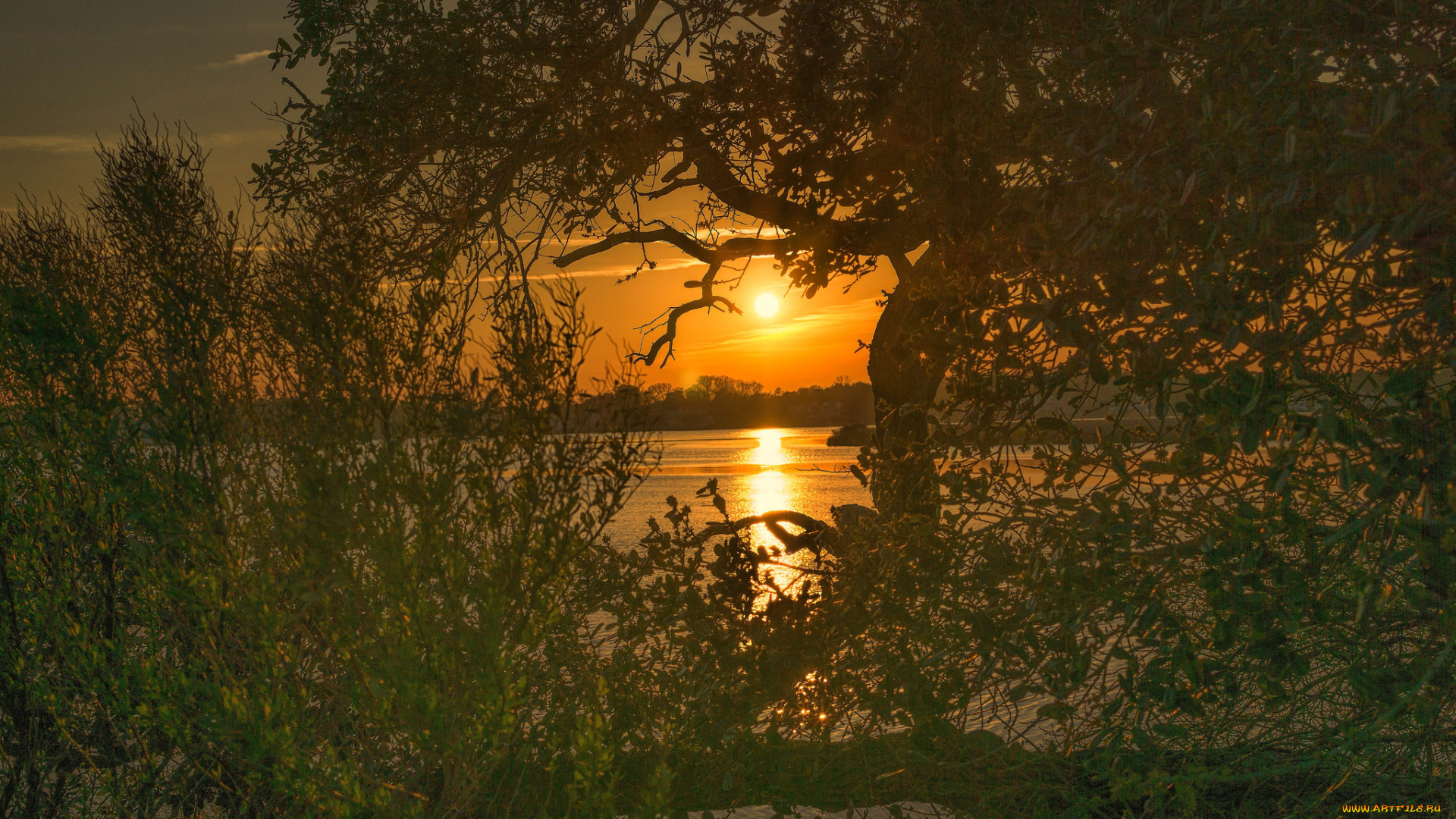 природа, реки, озера, лес, река