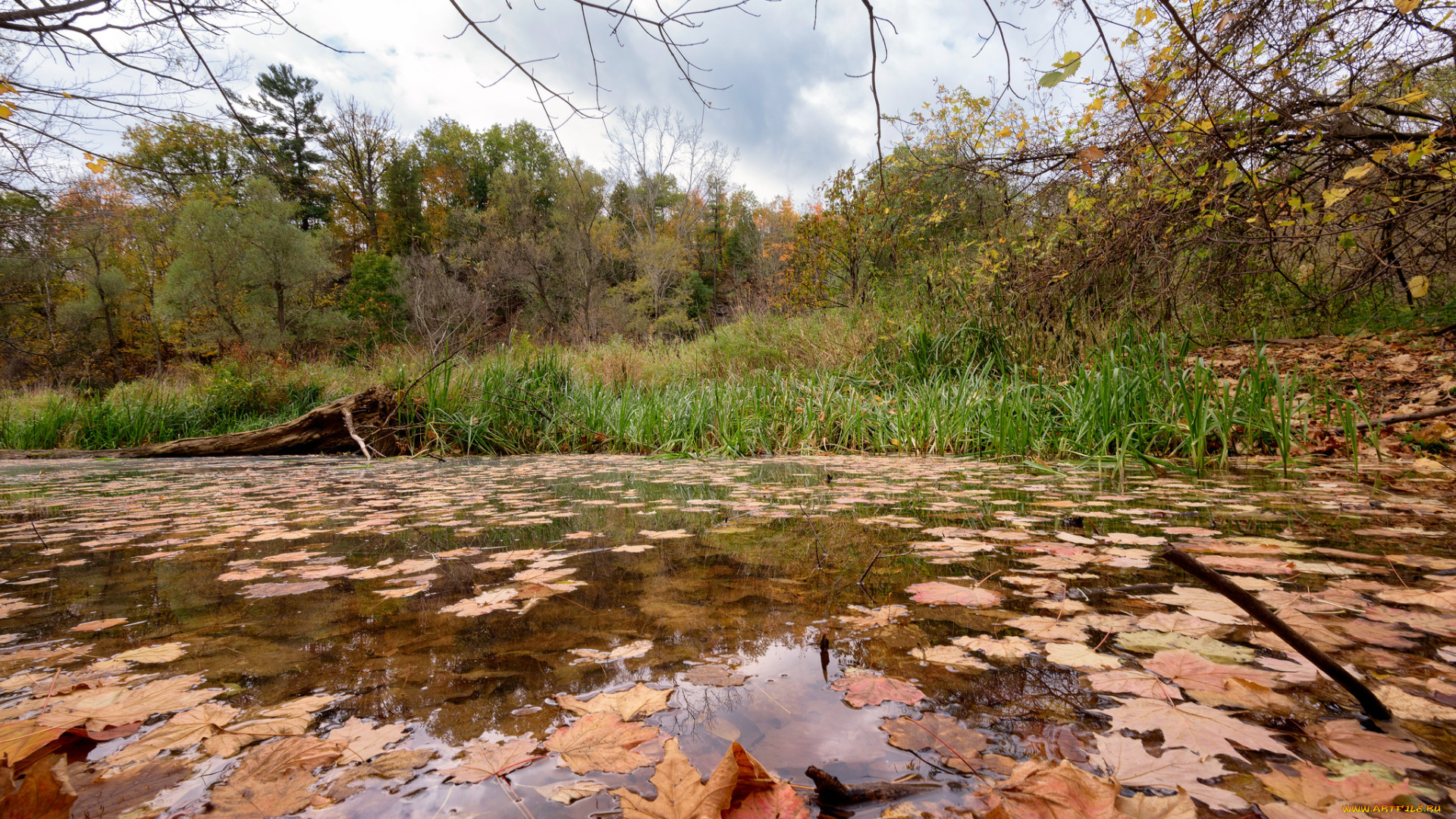 природа, реки, озера, лес, река
