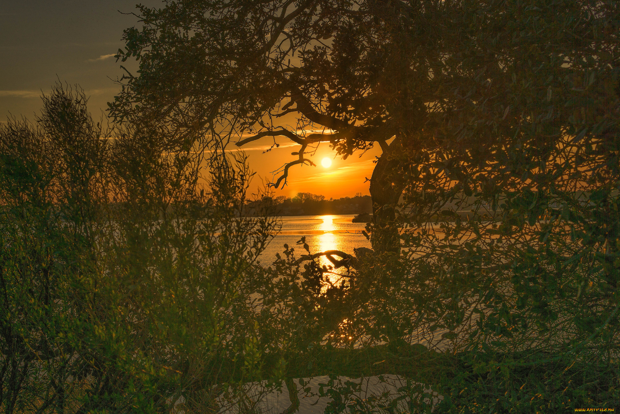 природа, реки, озера, лес, река