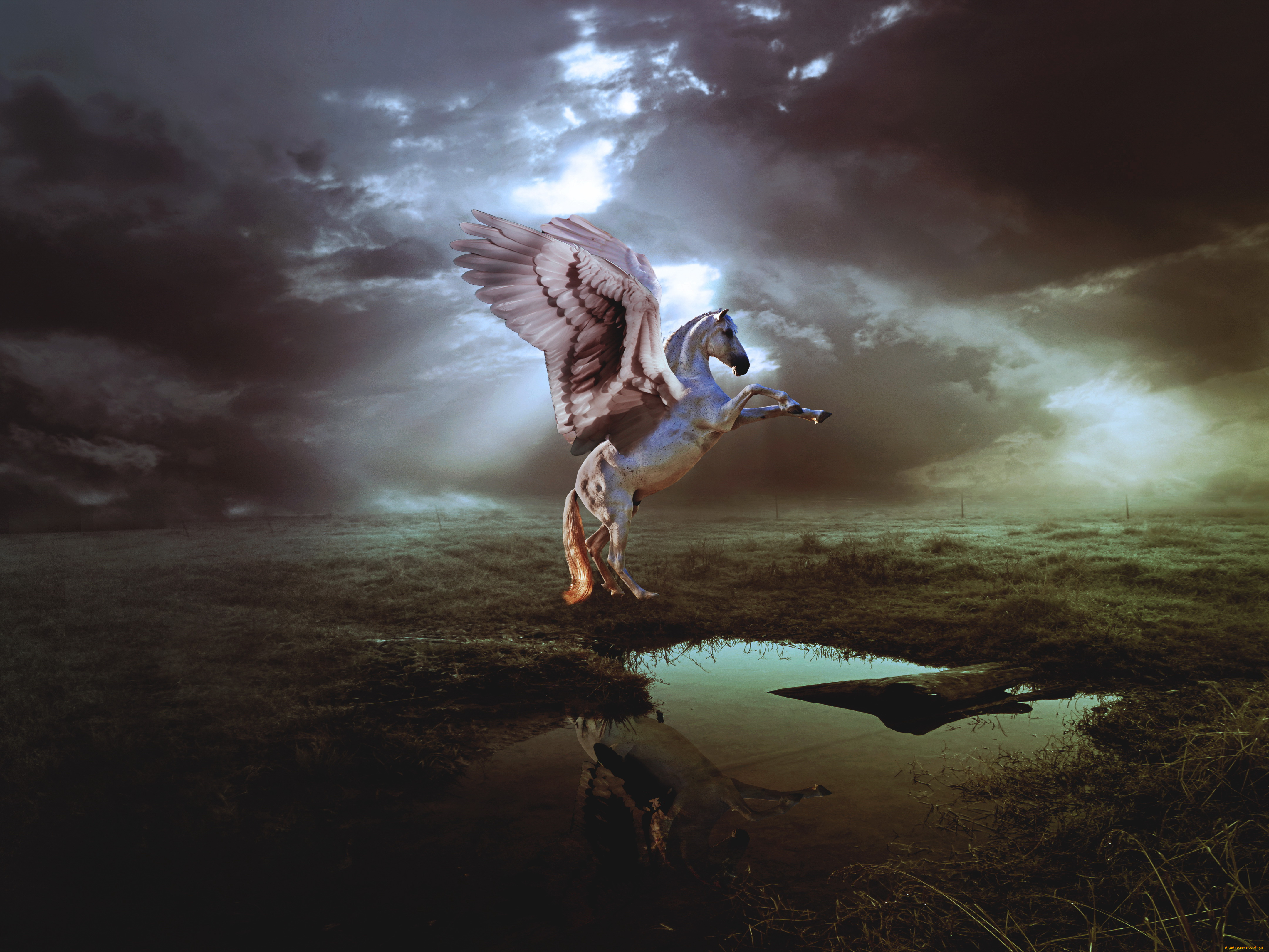 фэнтези, пегасы, конь, фон, крылья