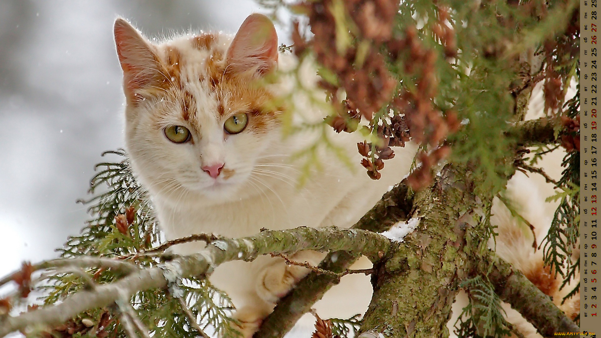 календари, животные, взгляд, кошка