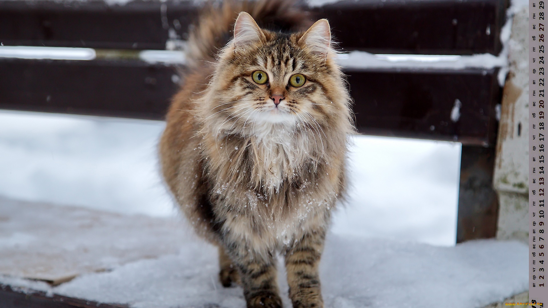 календари, животные, взгляд, кошка