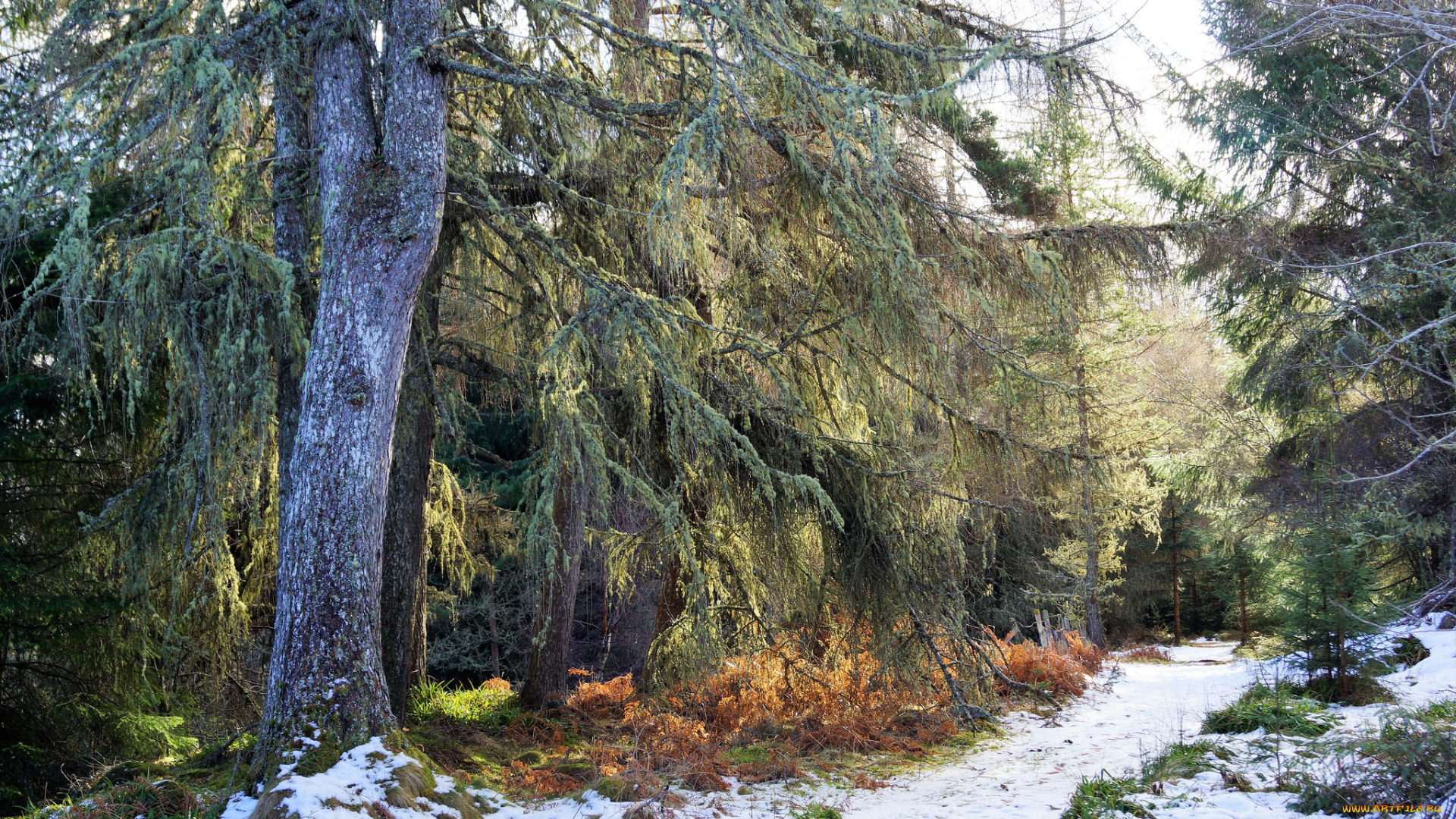 природа, лес, простор