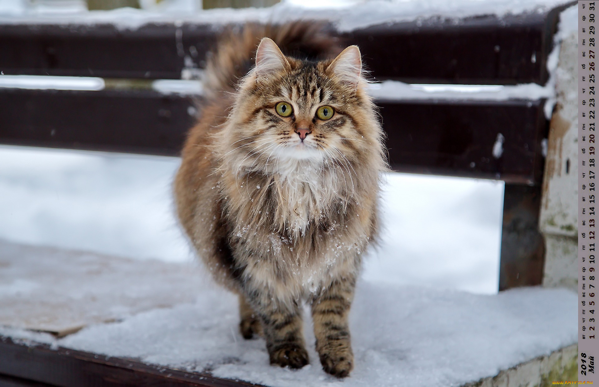 календари, животные, взгляд, кошка
