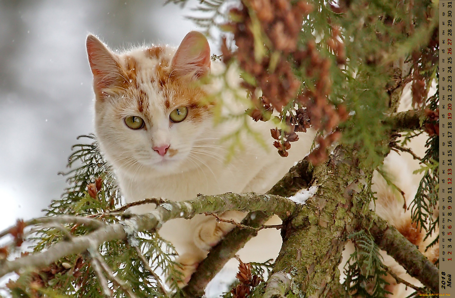 календари, животные, взгляд, кошка