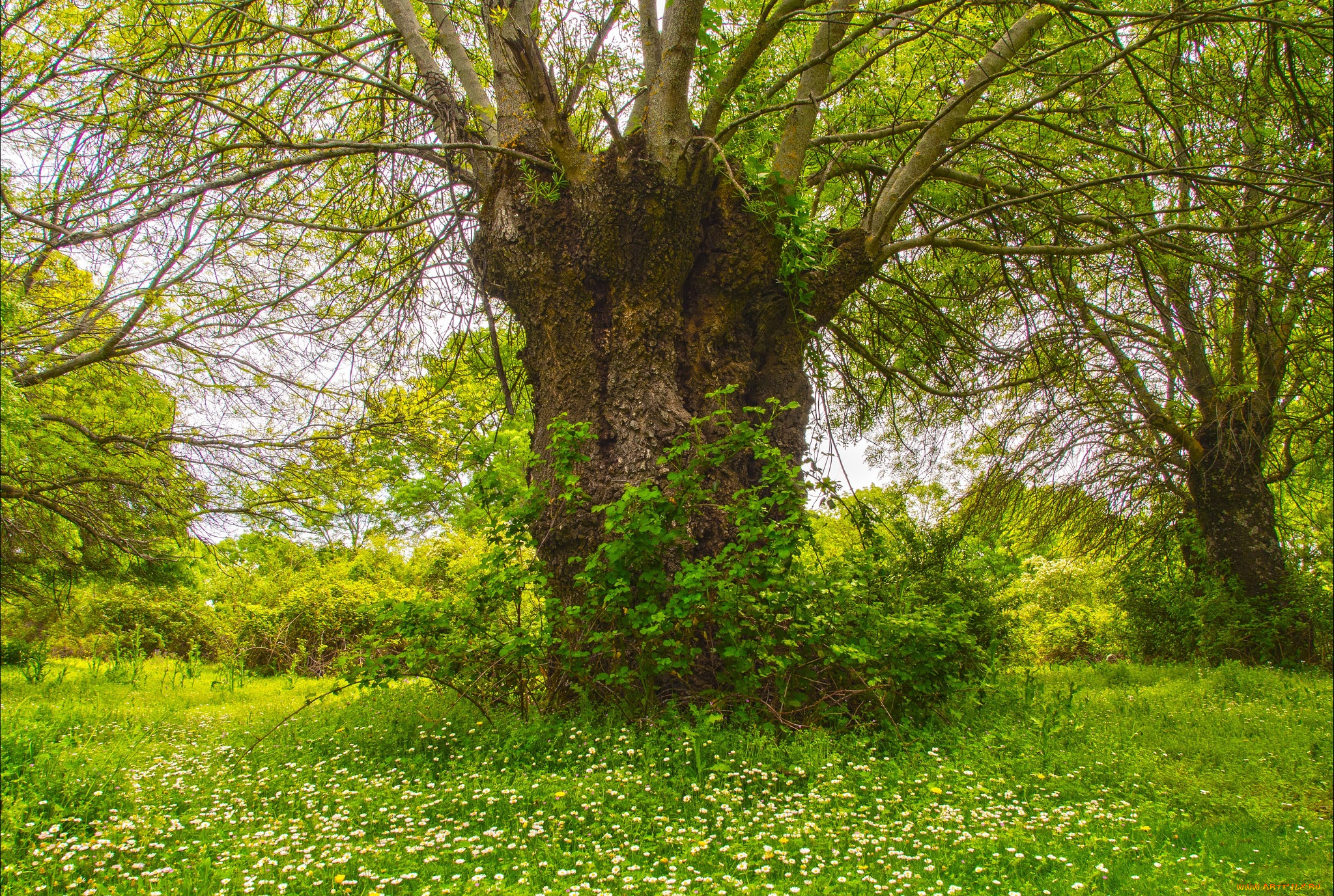 природа, дороги, простор