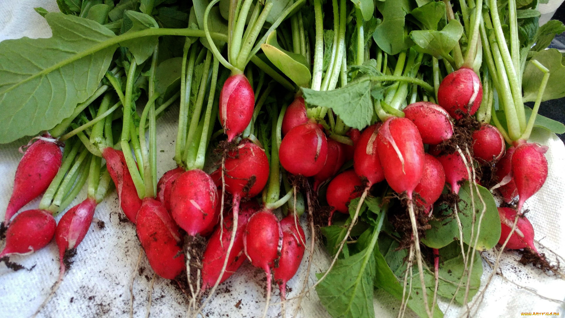 еда, редис, , репа, , редька