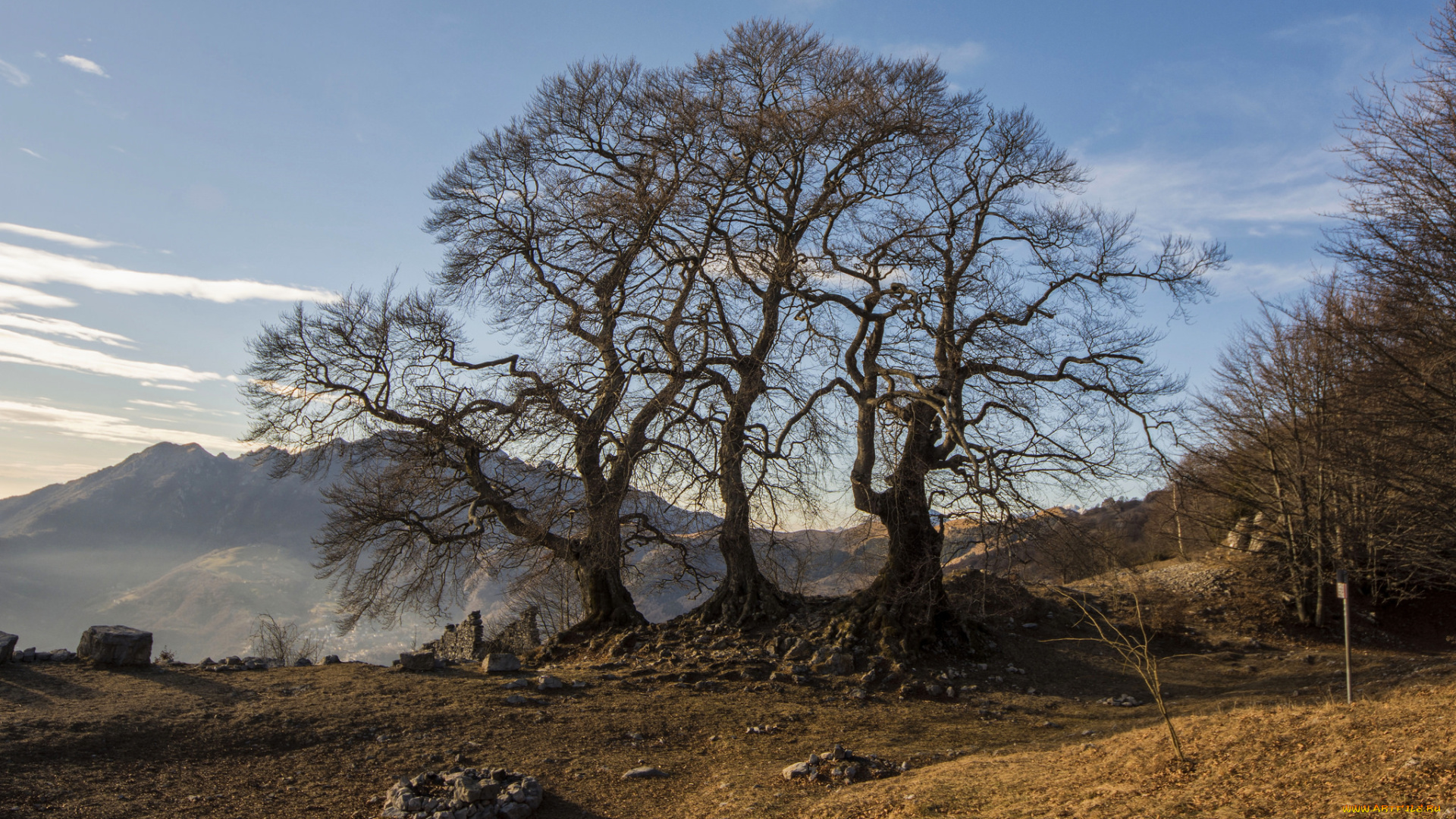 природа, деревья, простор