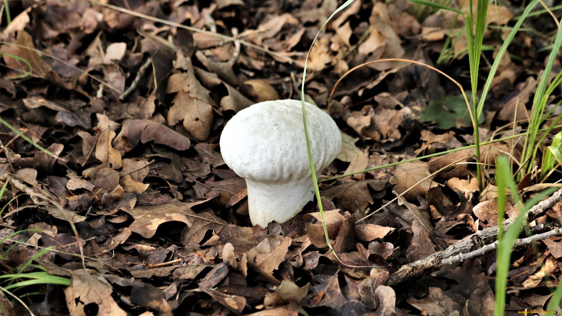 природа, грибы, дождевик