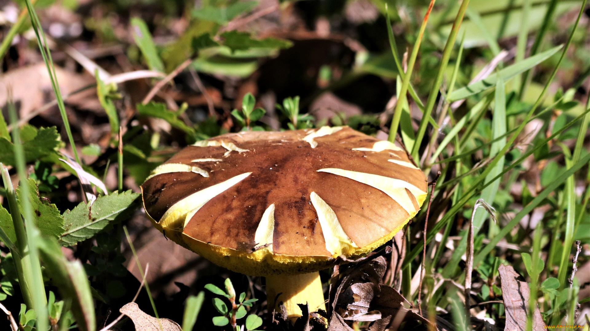 природа, грибы, шляпка