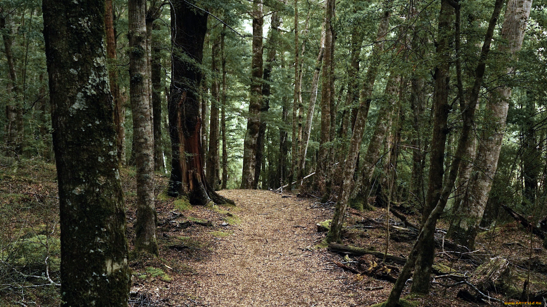 природа, лес, деревья, тропинка