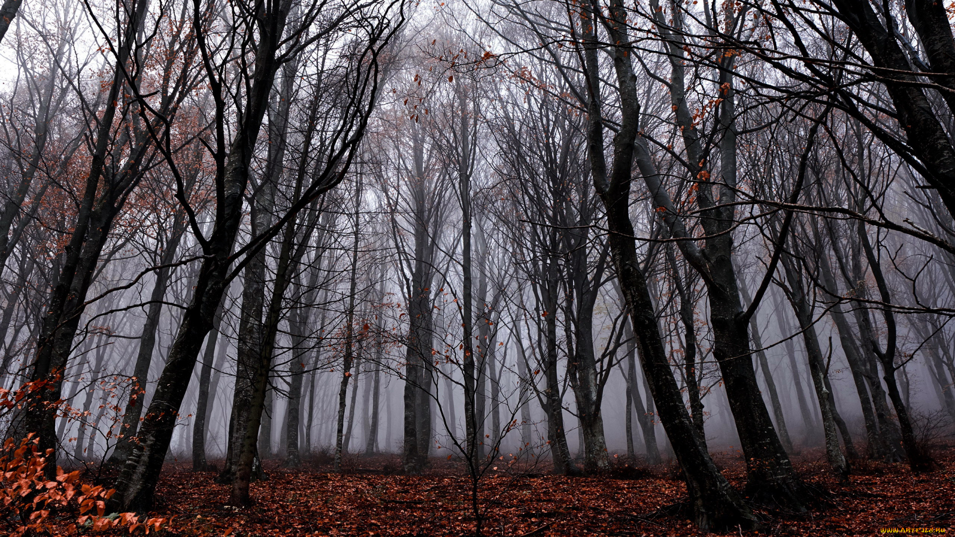 природа, лес, осень, деревья