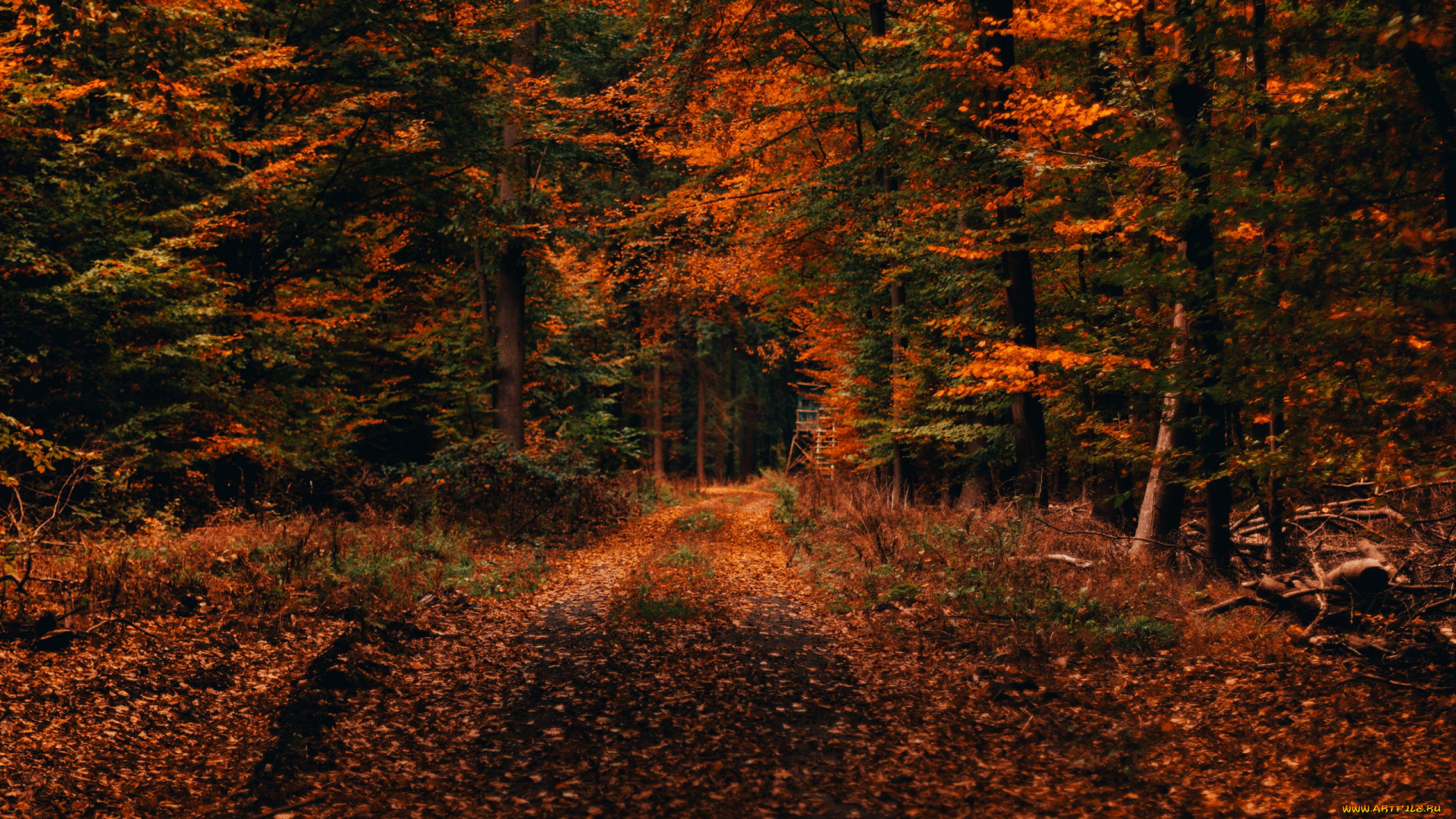 природа, лес, осень, листопад