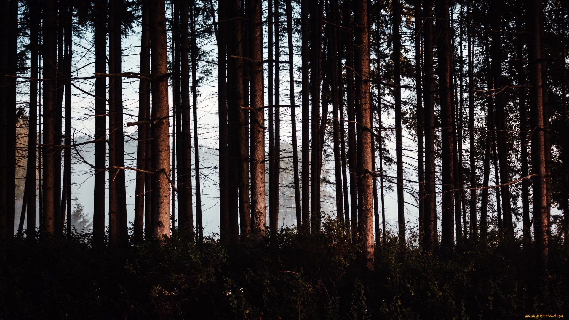 природа, лес, стволы