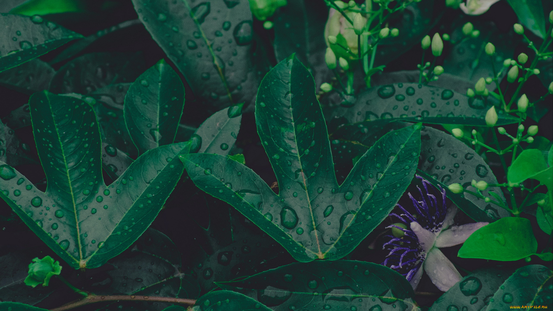 природа, листья, капли