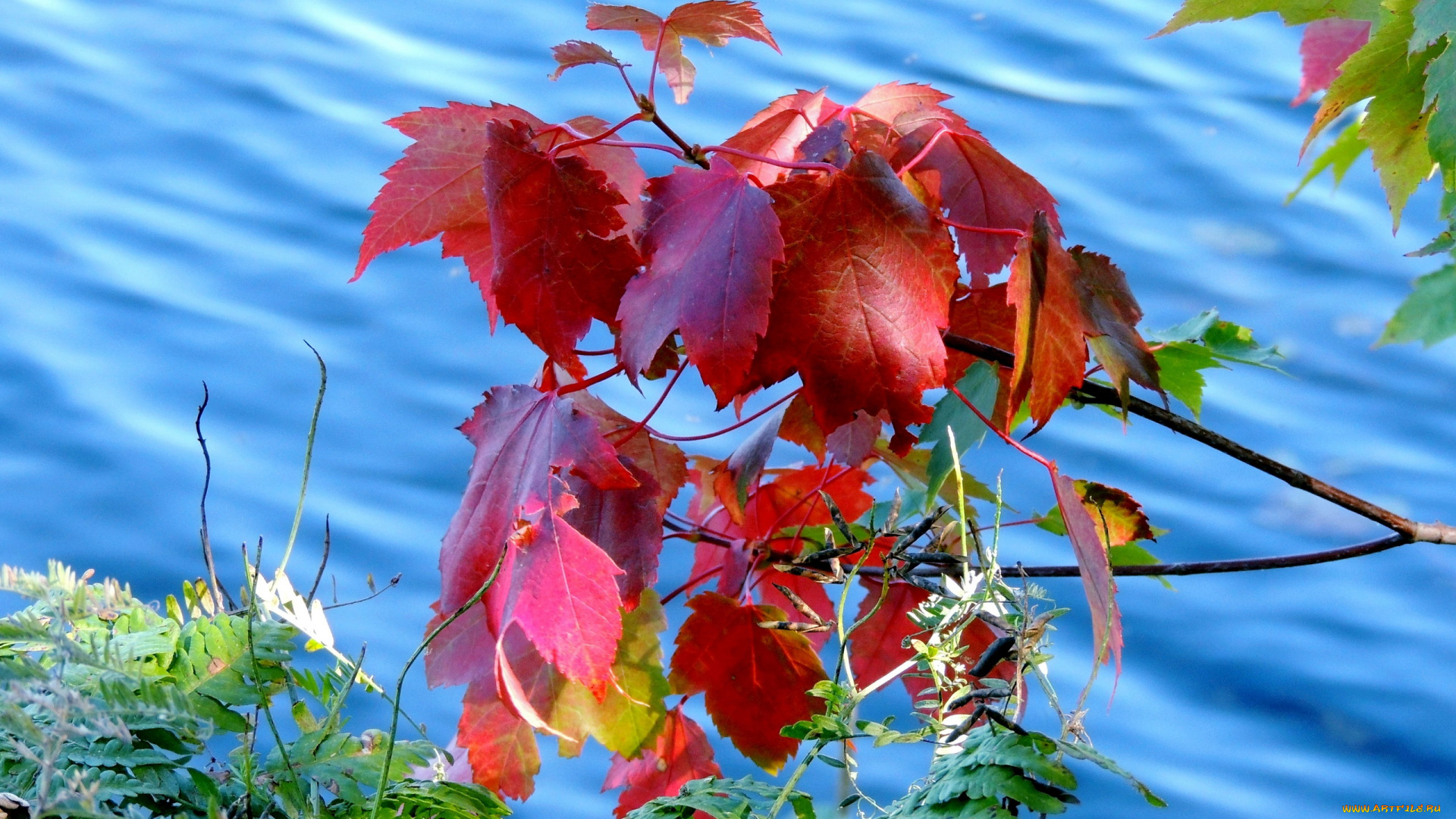 природа, листья, вода