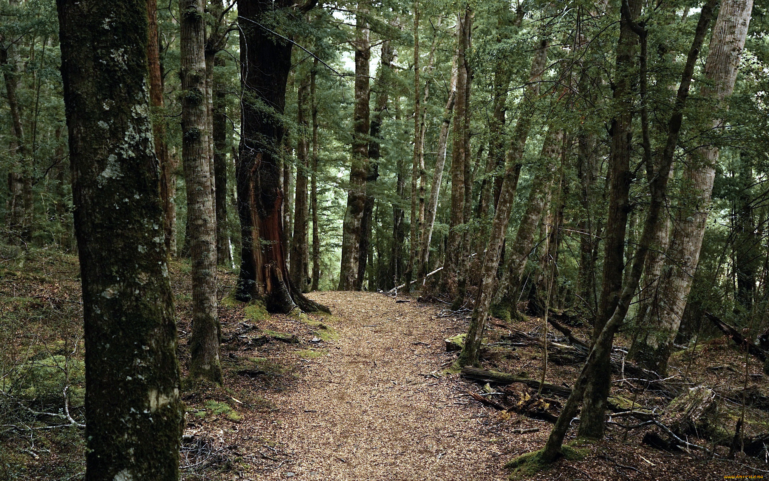 природа, лес, деревья, тропинка