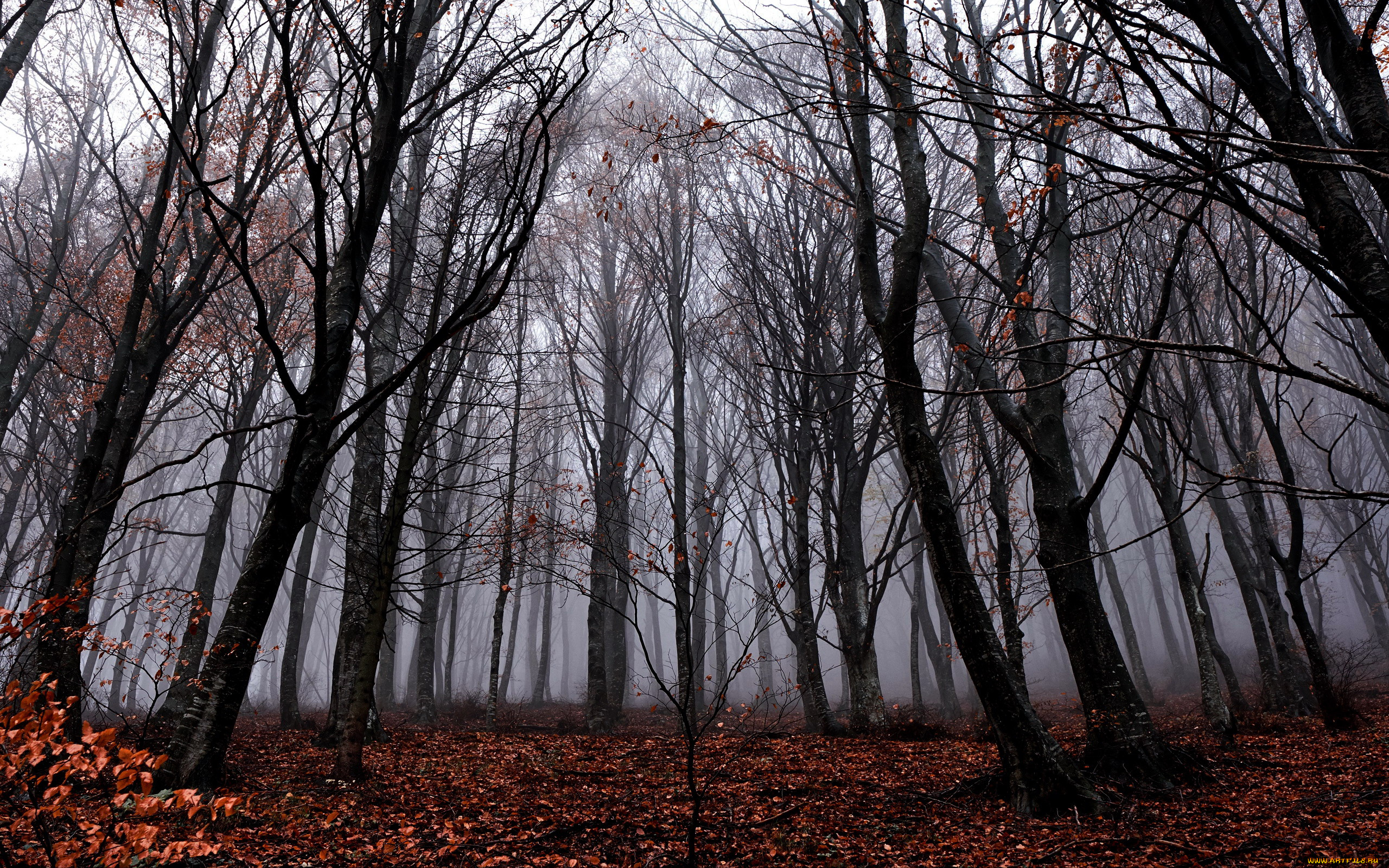 природа, лес, осень, деревья