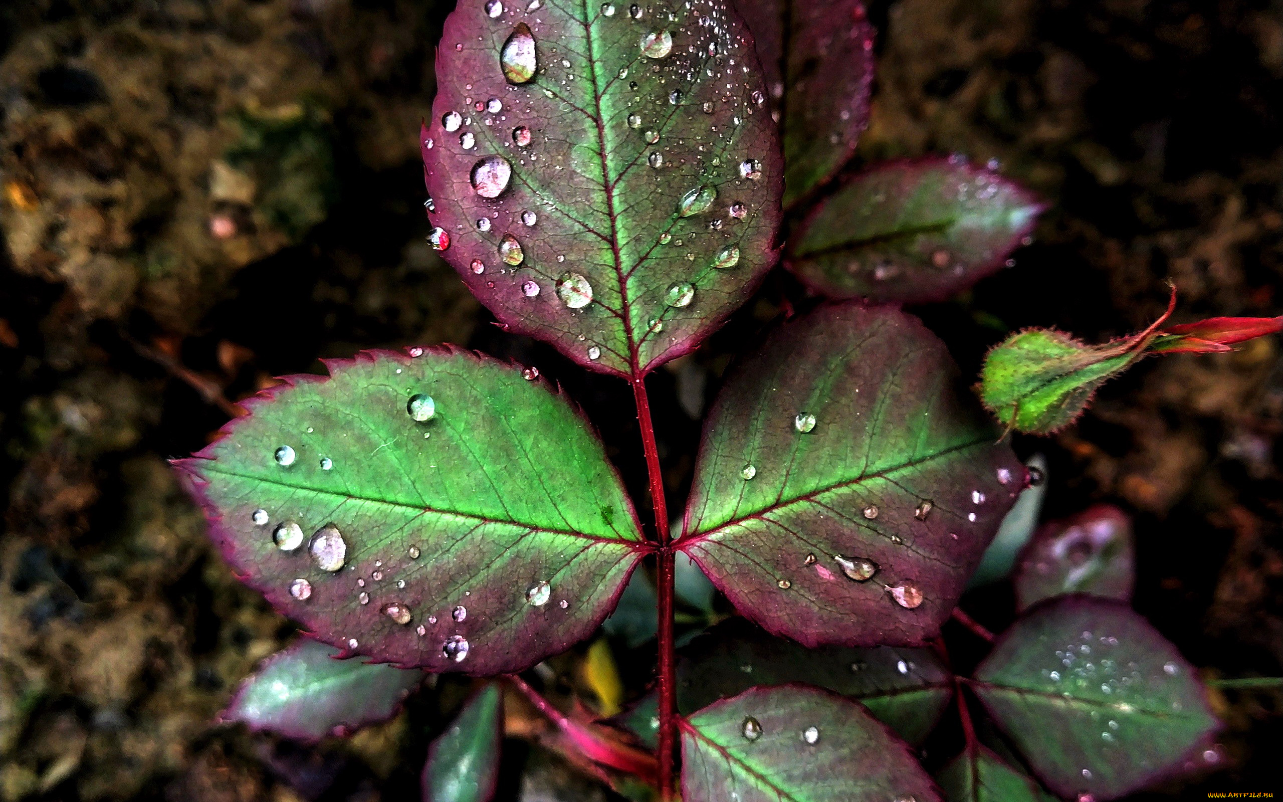 природа, листья, капли
