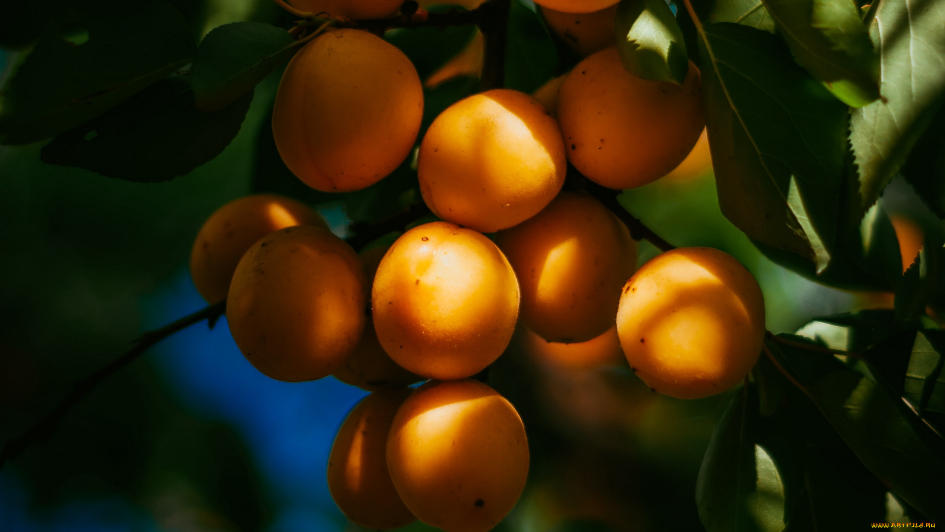 природа, плоды, абрикосы