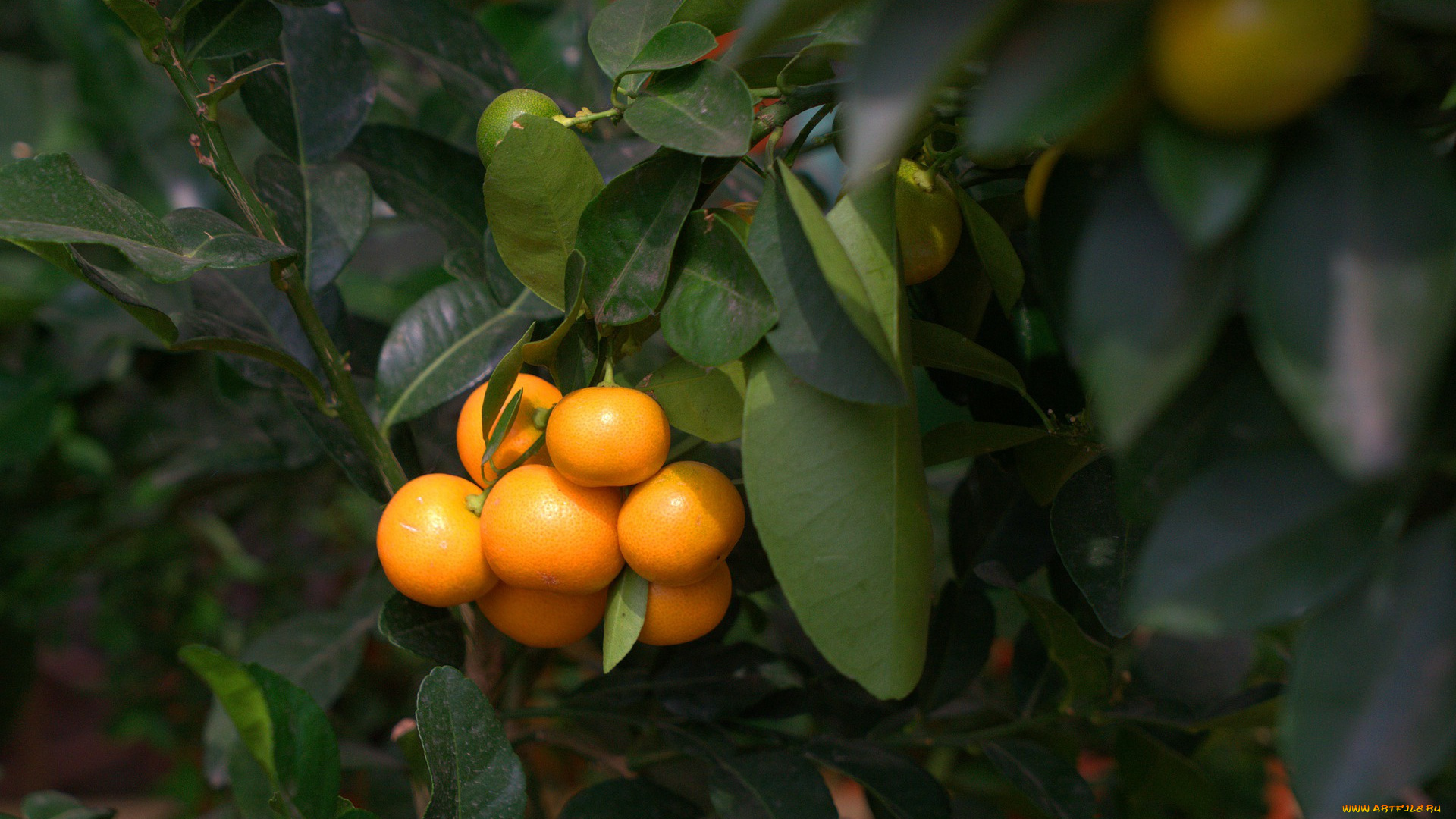 природа, плоды, мандарины