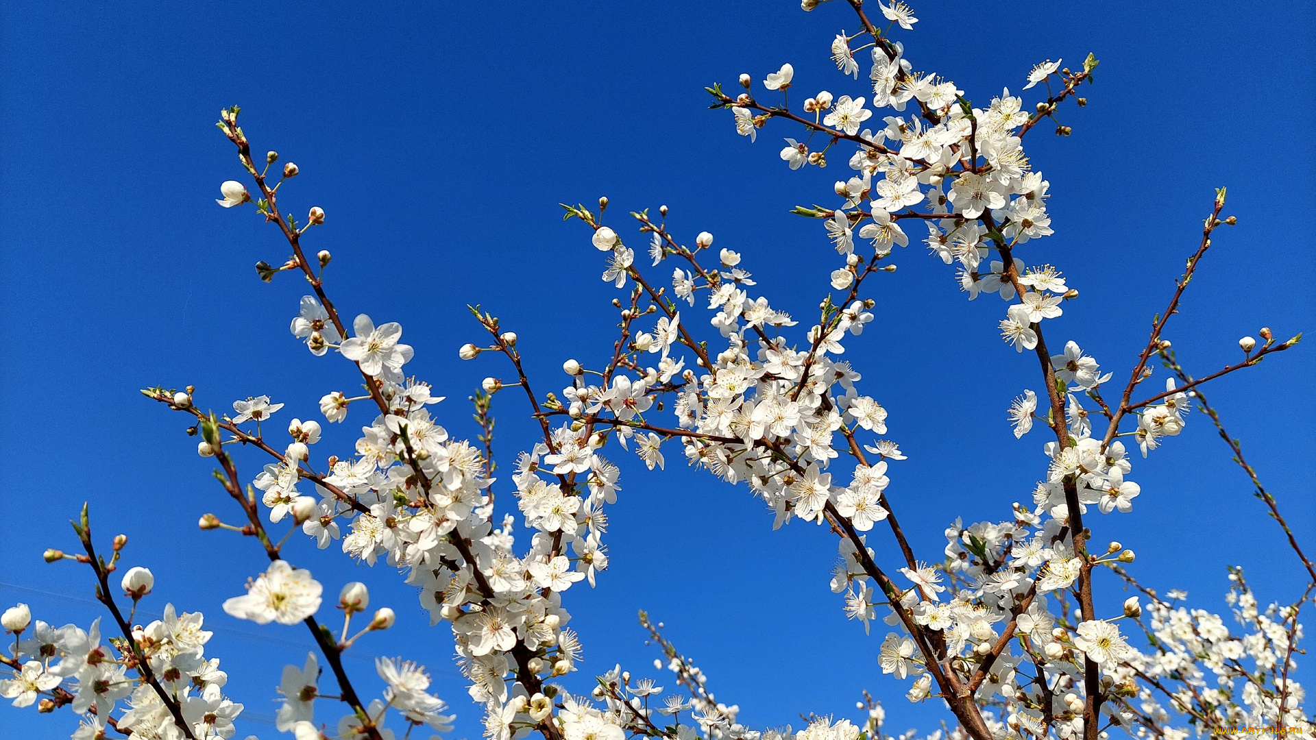 11, 04, 2022, цветы, цветущие, деревья, , , кустарники, весна