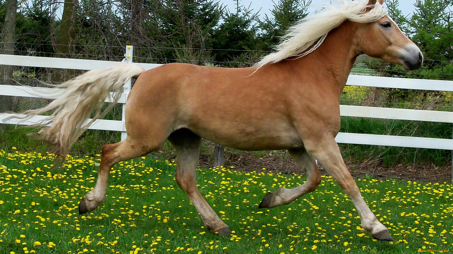 животные, лошади, лошадь, соловая, загон