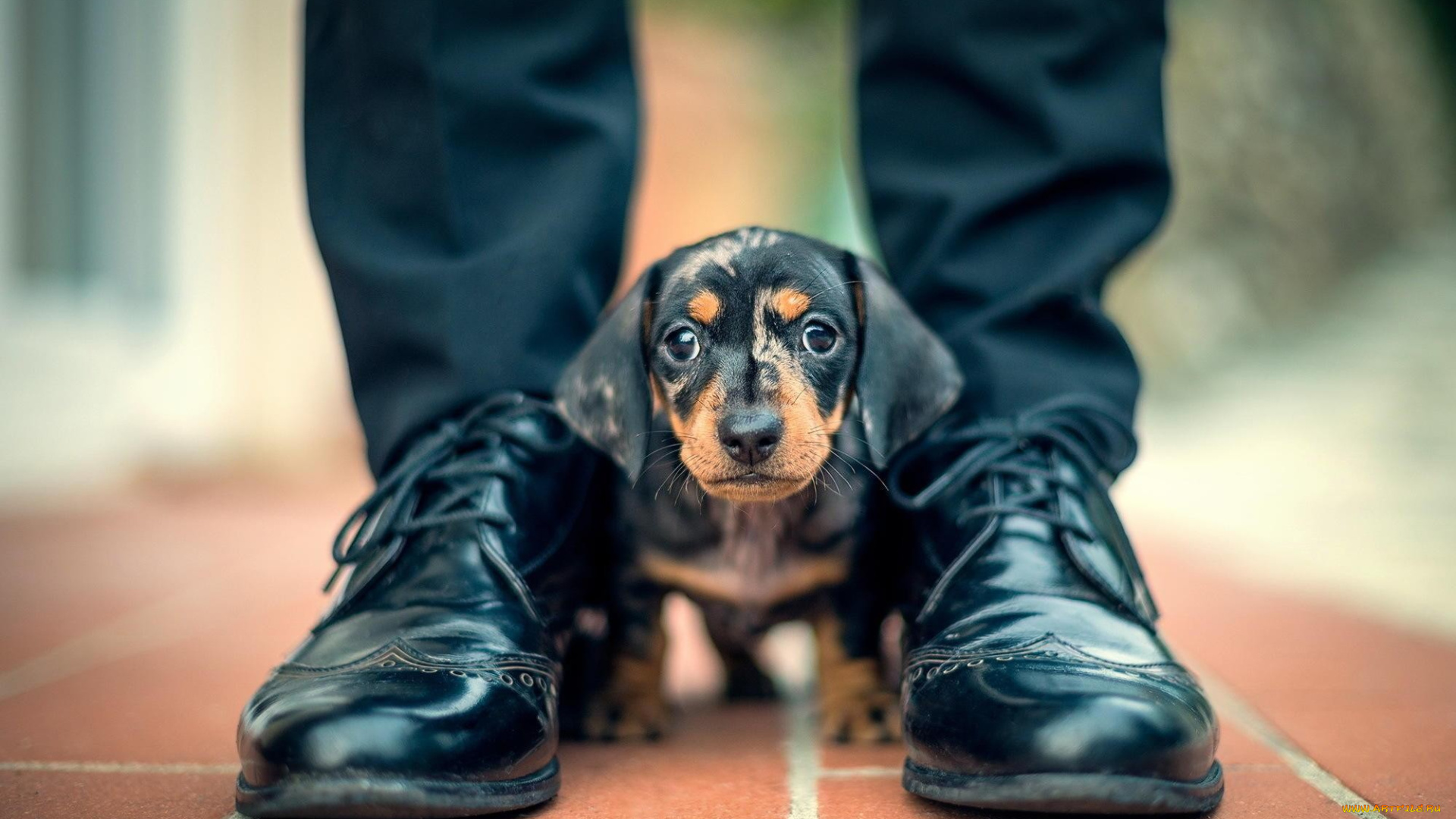 животные, собаки, ноги, щенок, такса