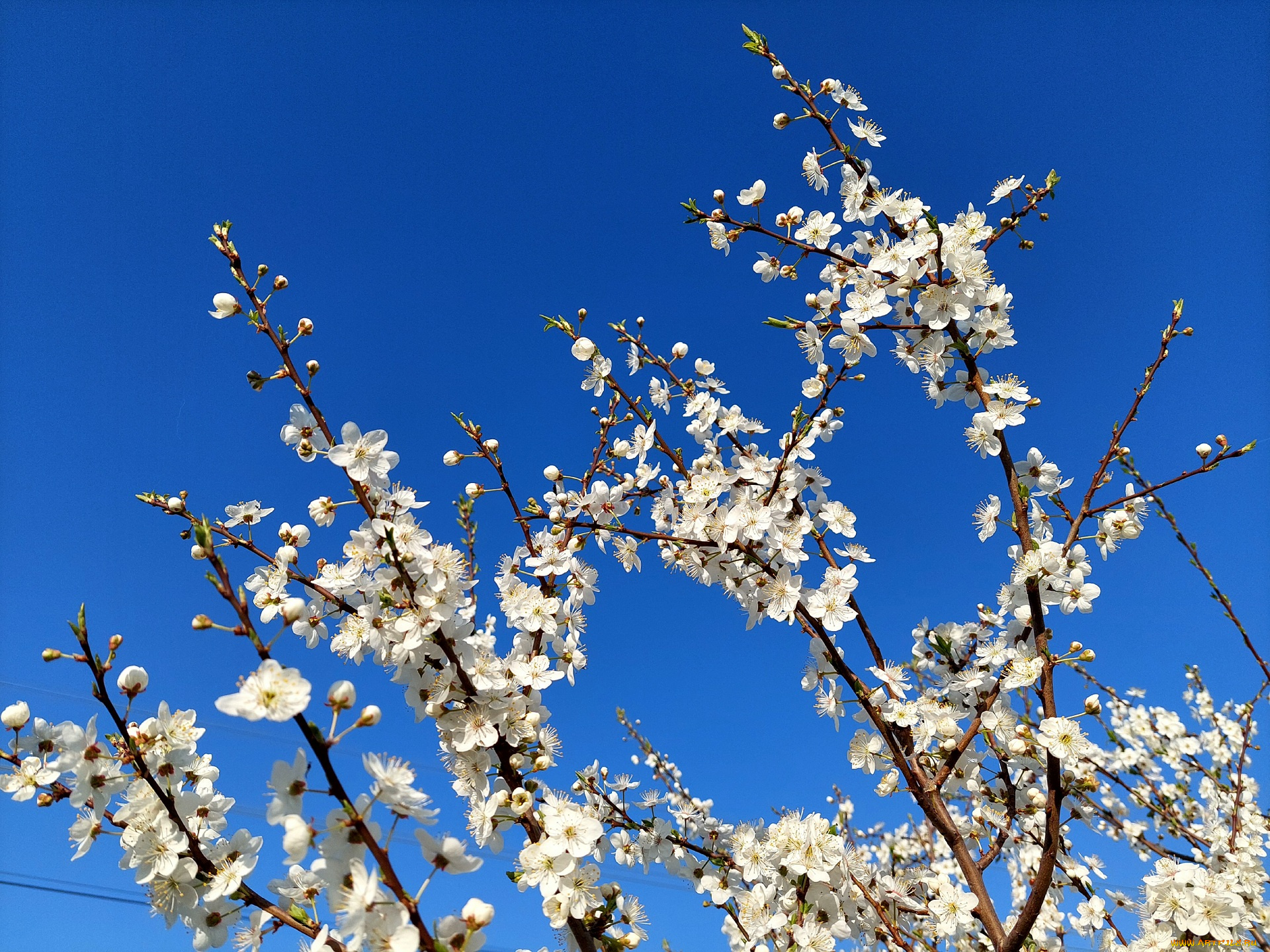 11, 04, 2022, цветы, цветущие, деревья, , , кустарники, весна