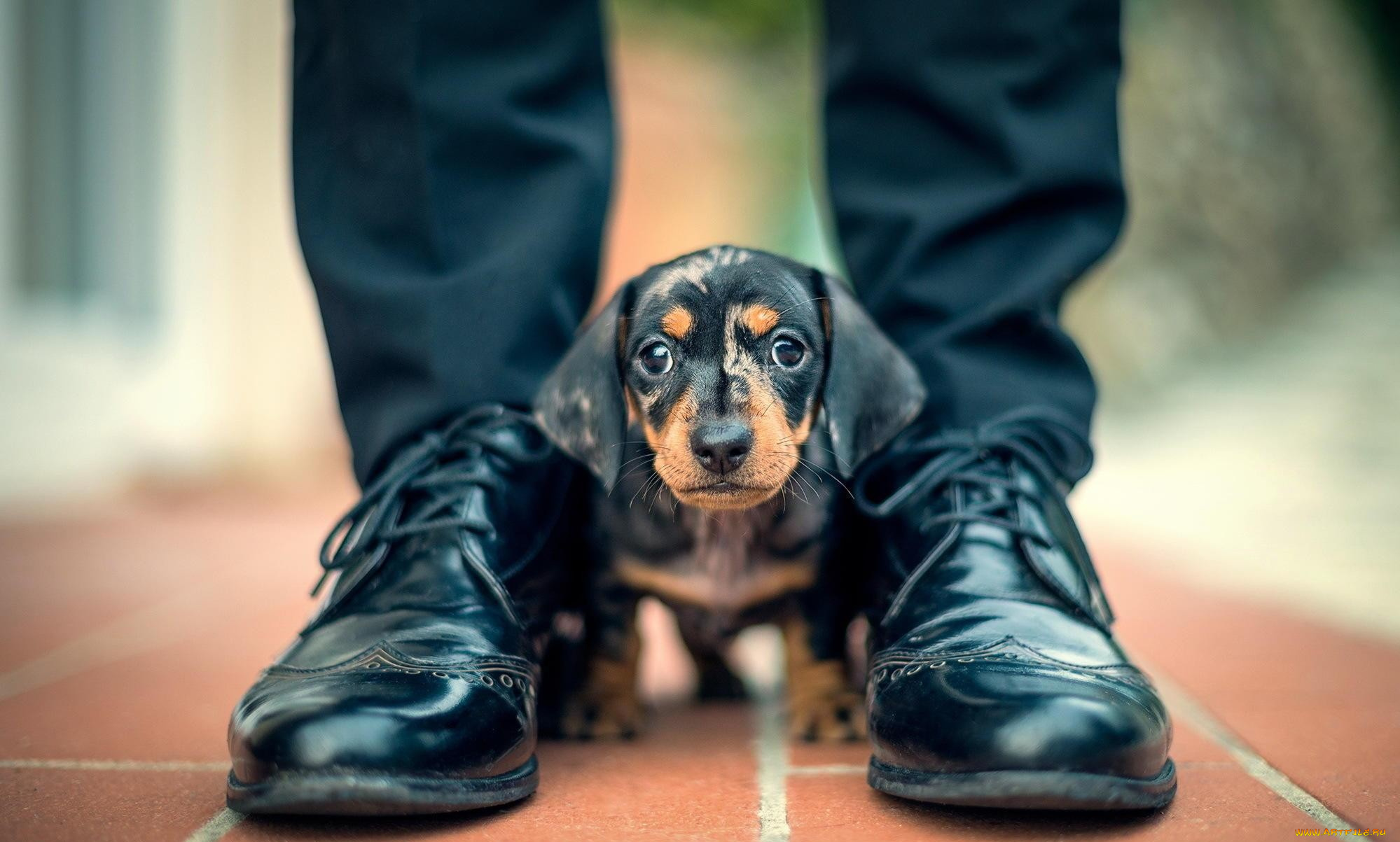 животные, собаки, ноги, щенок, такса