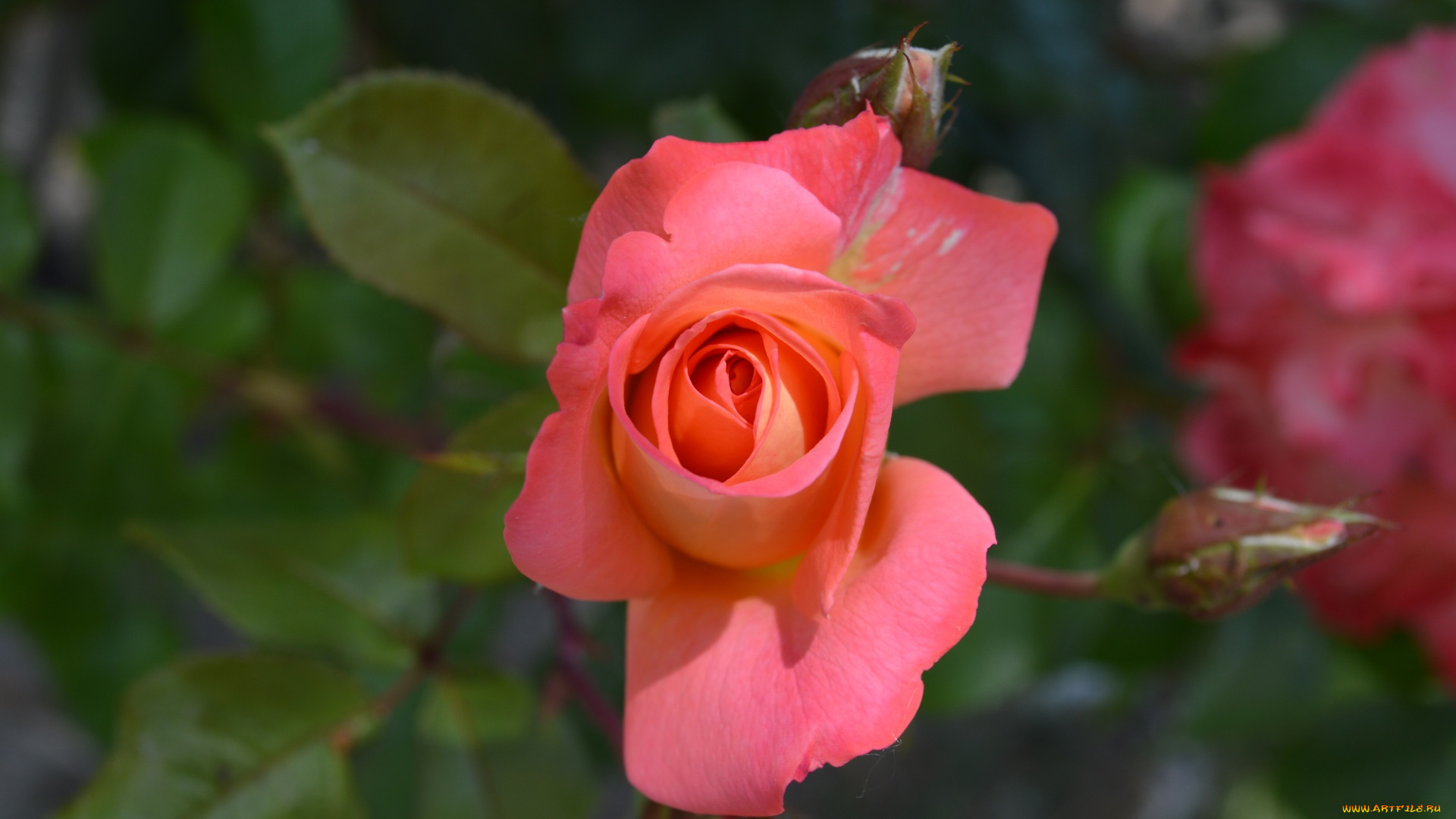 цветы, розы, розовая, роза, макро, бутон