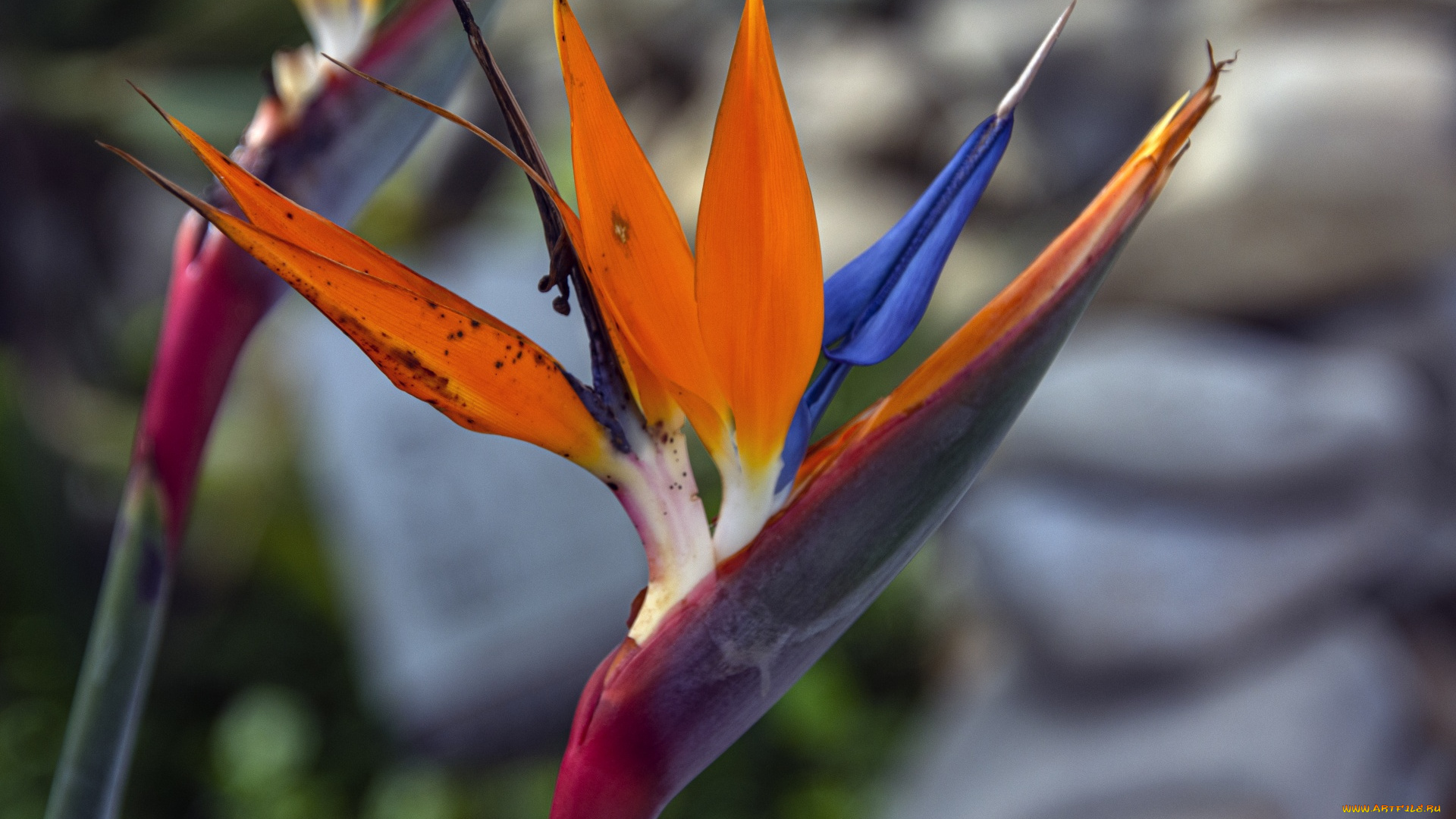 цветы, стрелиция, , райская, птица, экзотический, цветок