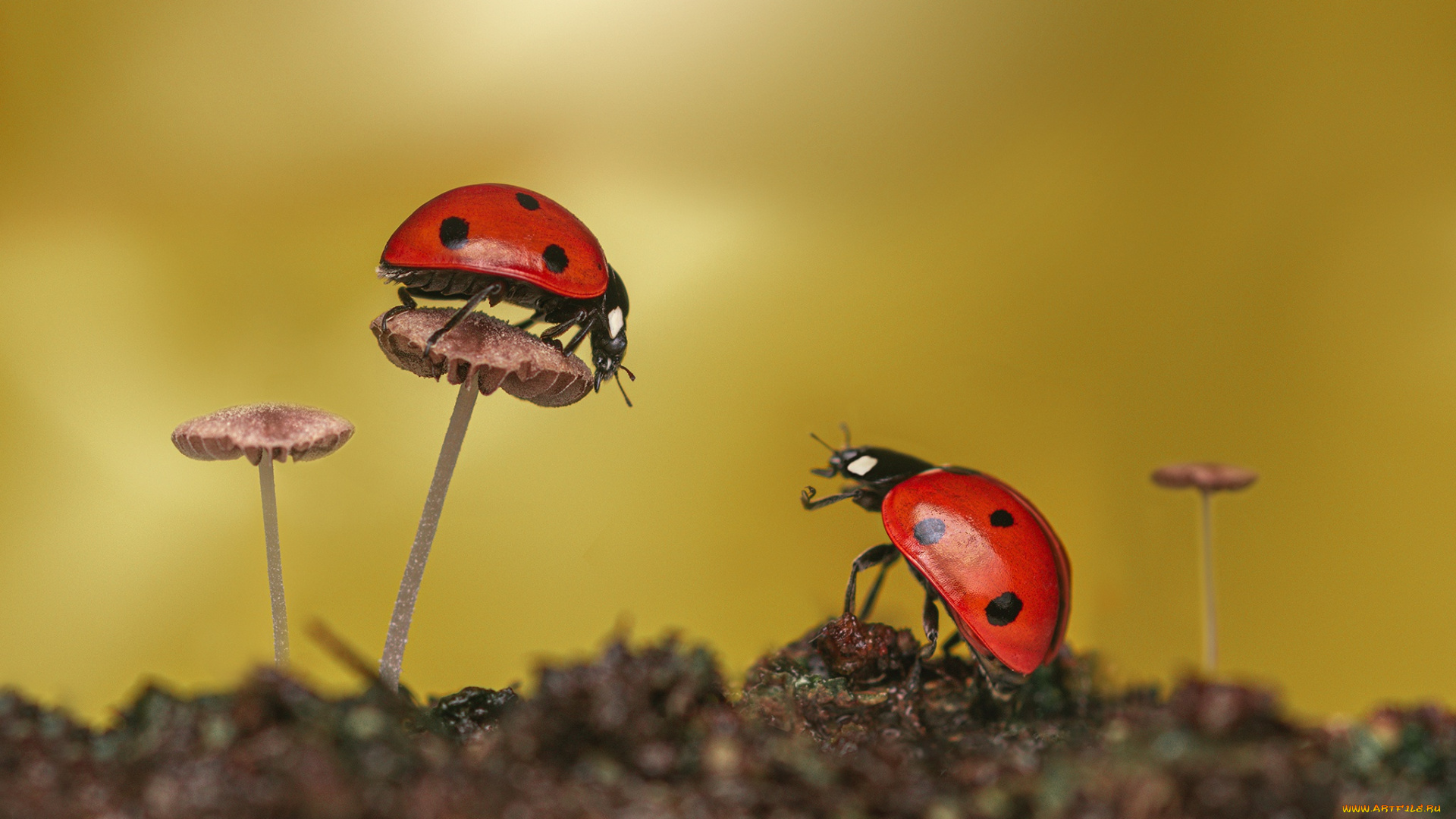 животные, божьи, коровки, божья, коровка, макро