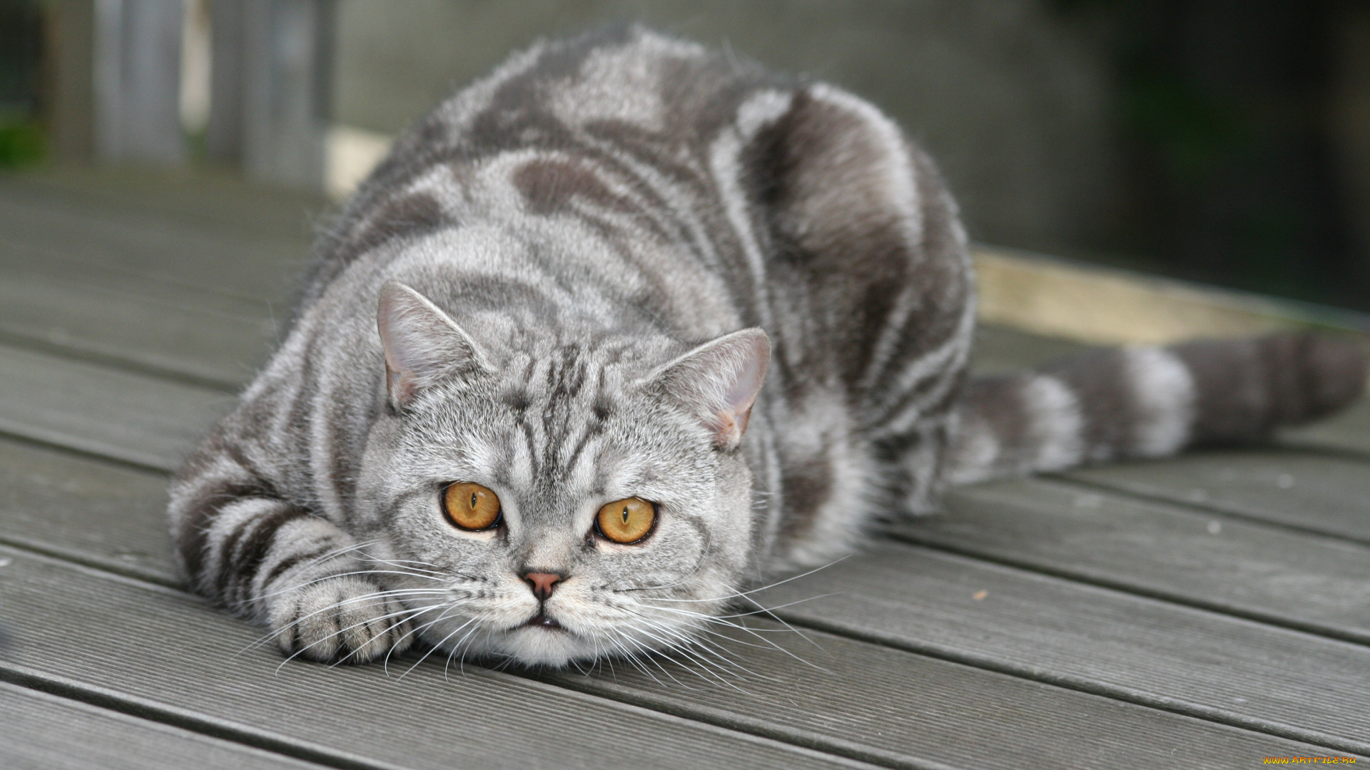 животные, коты, кот, кошка