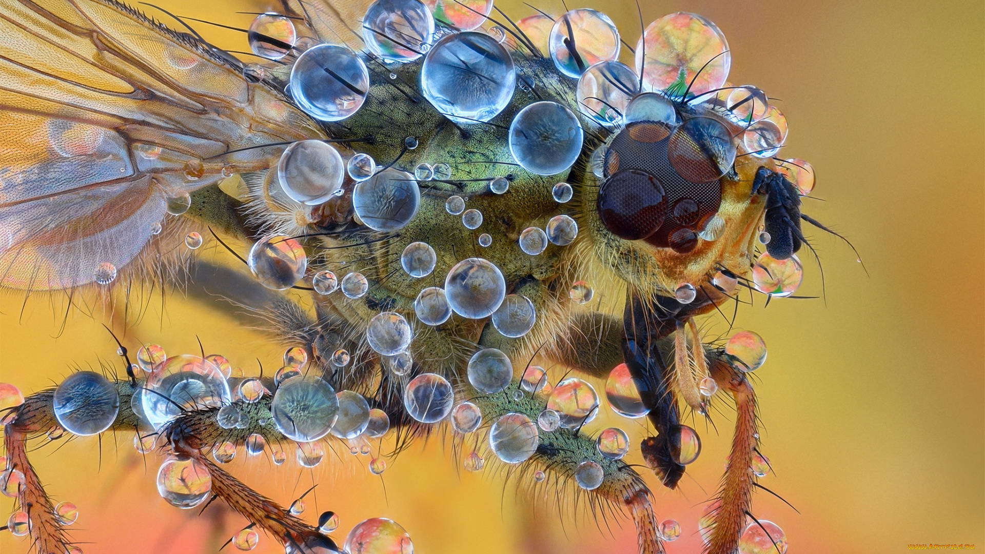 животные, насекомые, муха