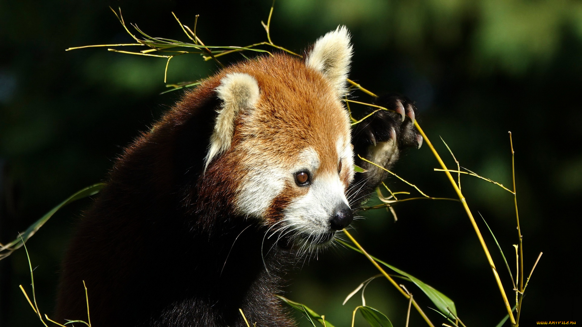 животные, панды, панда