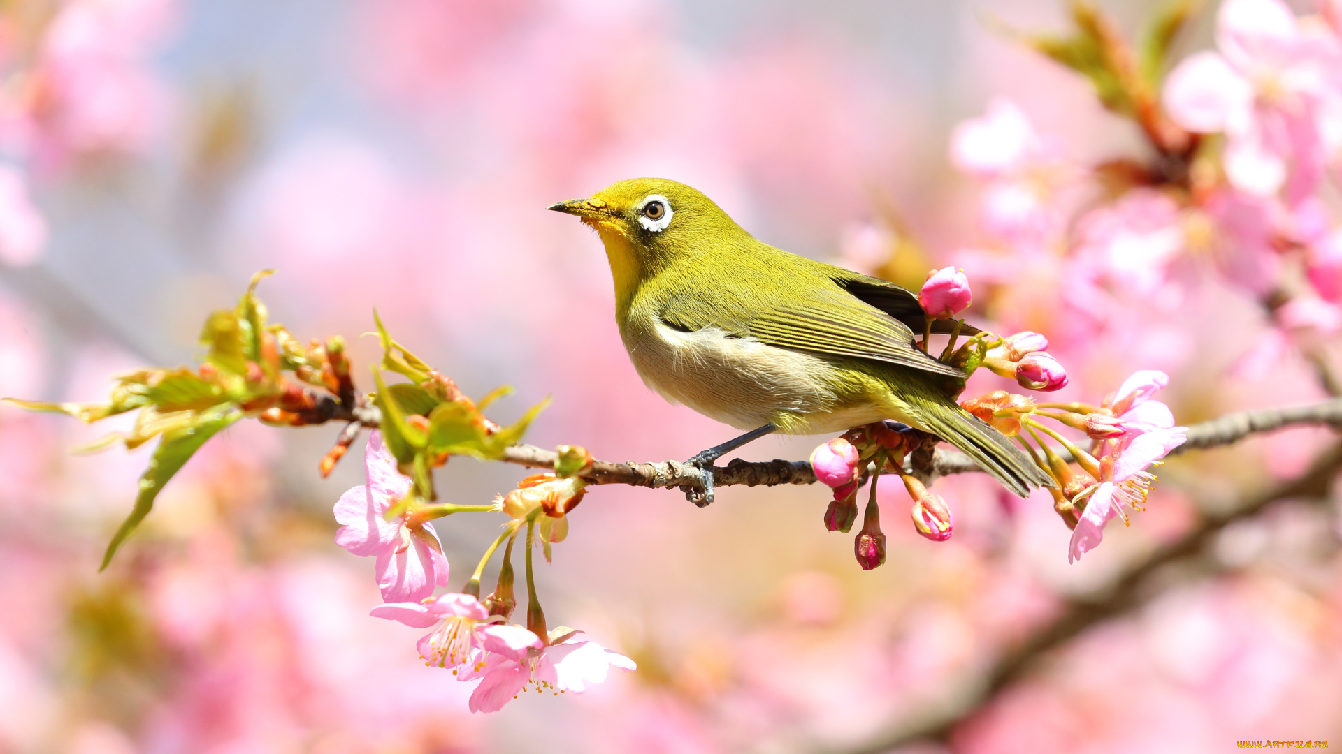 животные, синицы, , лазоревки, весна