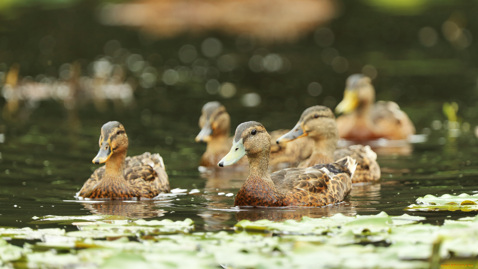 животные, утки, стая