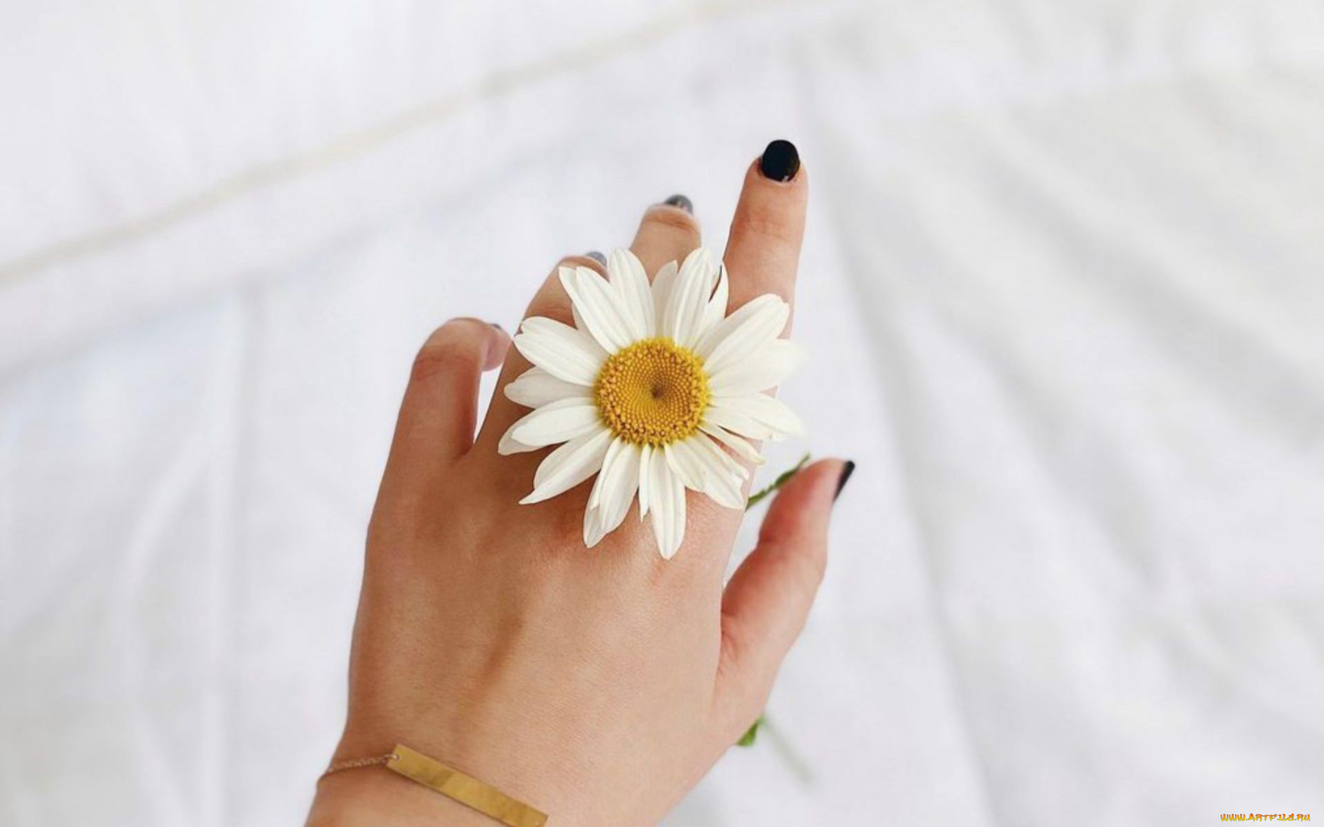 разное, руки, , ноги, рука, маникюр, цветок, ромашка