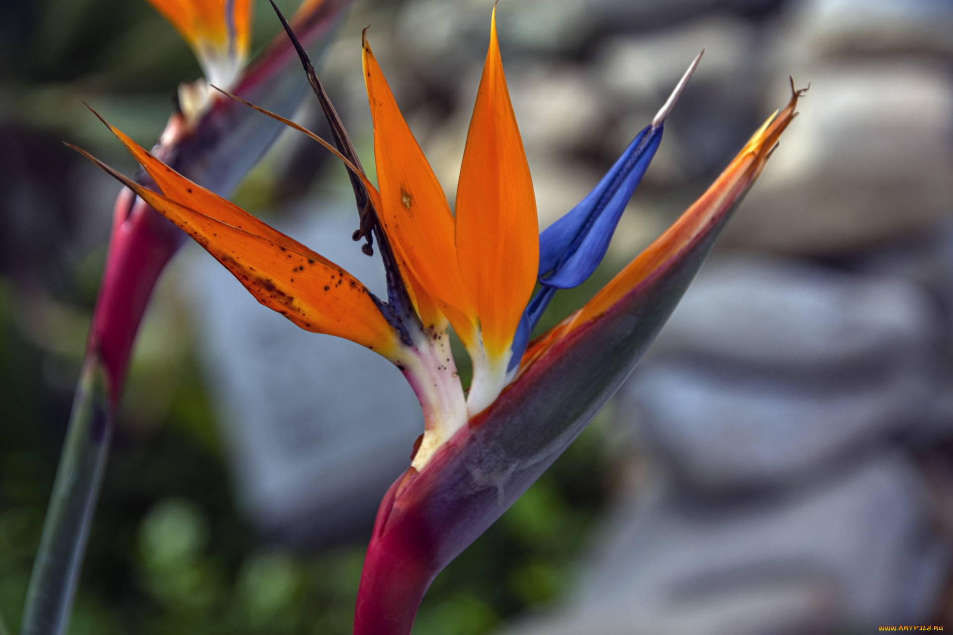 цветы, стрелиция, , райская, птица, экзотический, цветок