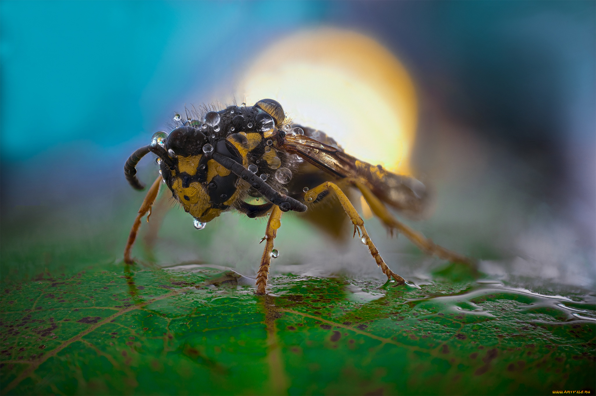 животные, пчелы, , осы, , шмели, оса