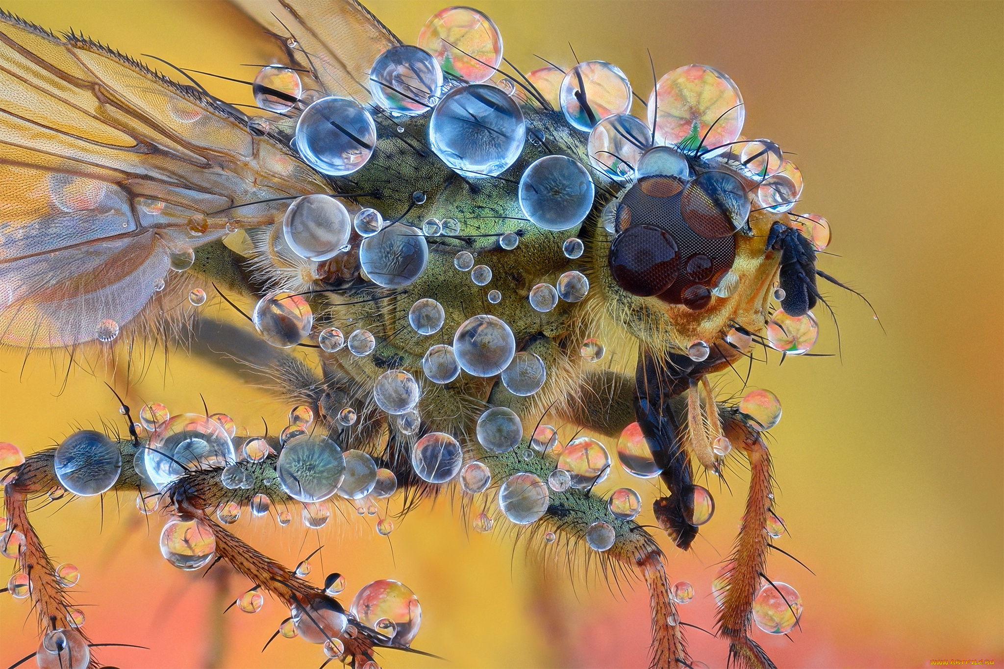 животные, насекомые, муха