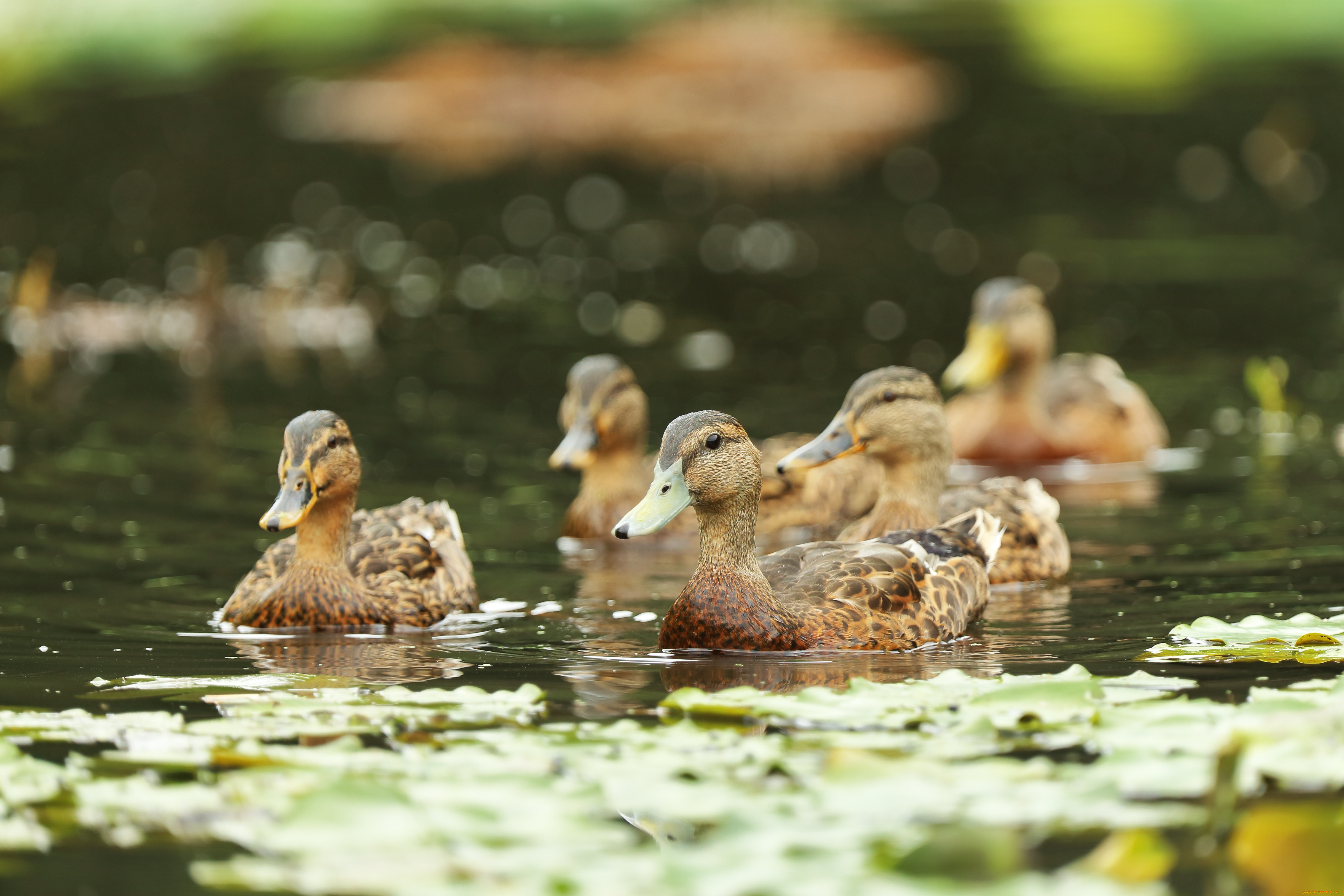 животные, утки, стая